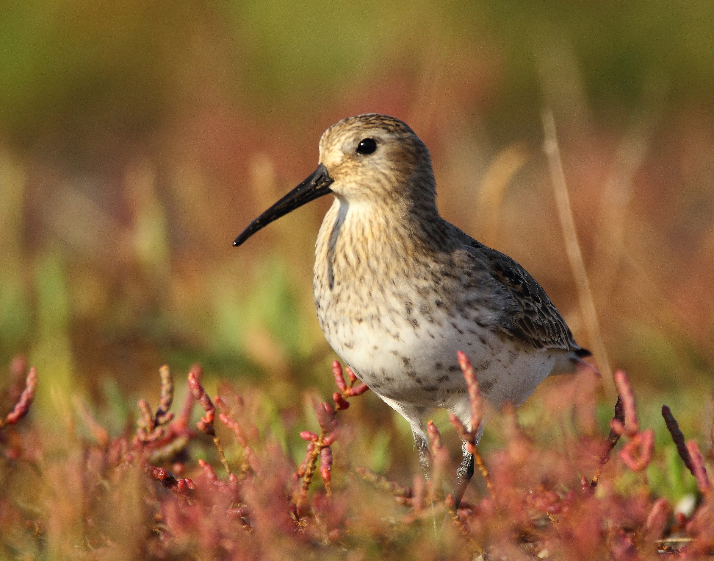 Piovanello pancianera /Calidris alpina /
