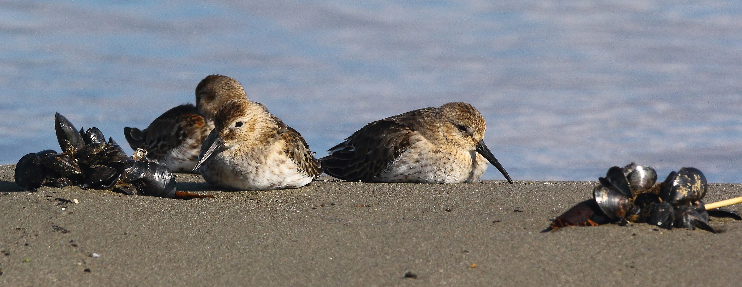 Piovanello pancianera /Calidris alpina /