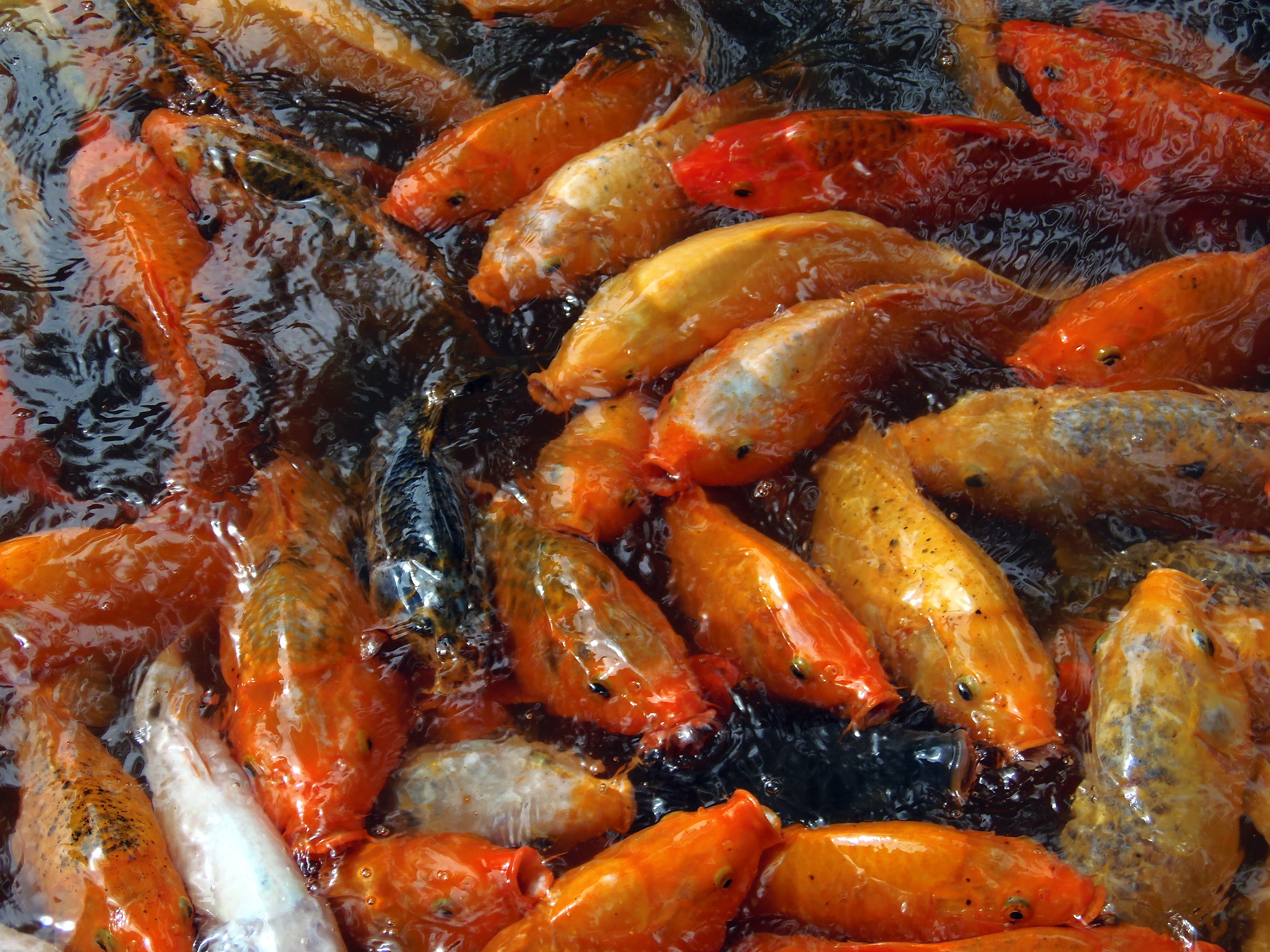 RossoArancione confusion