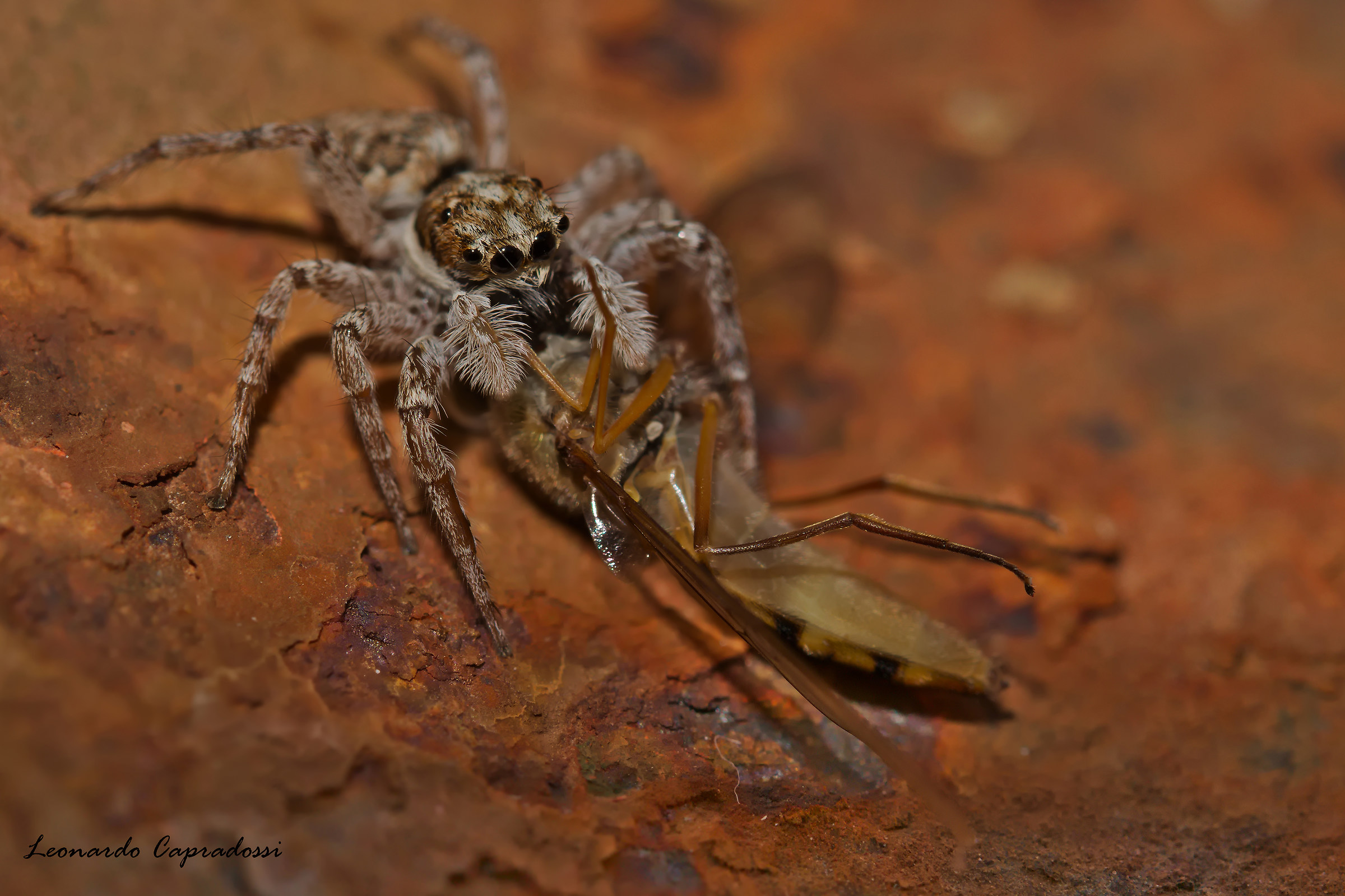 Menemerus semilimbatus with prey