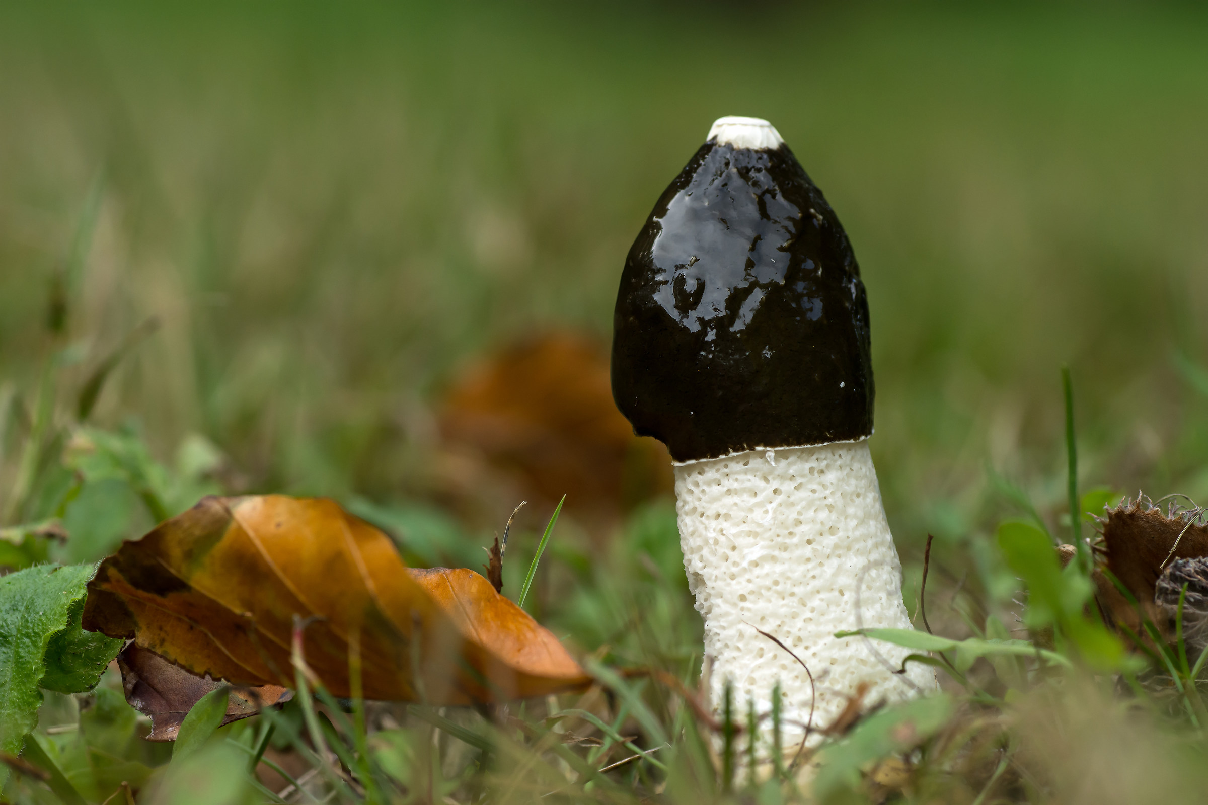 phallus impudicus
