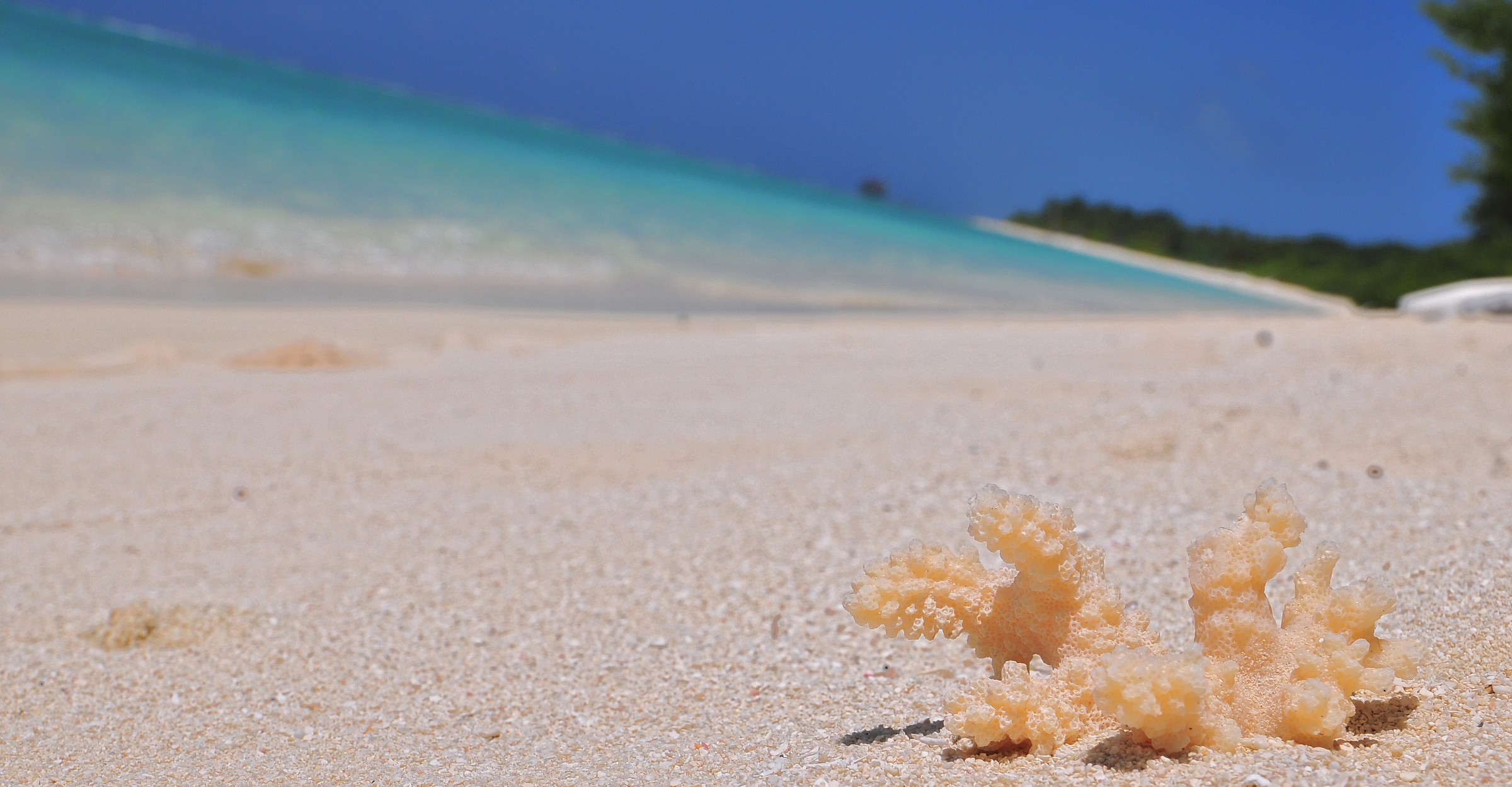 Coral of the 'Indian Ocean