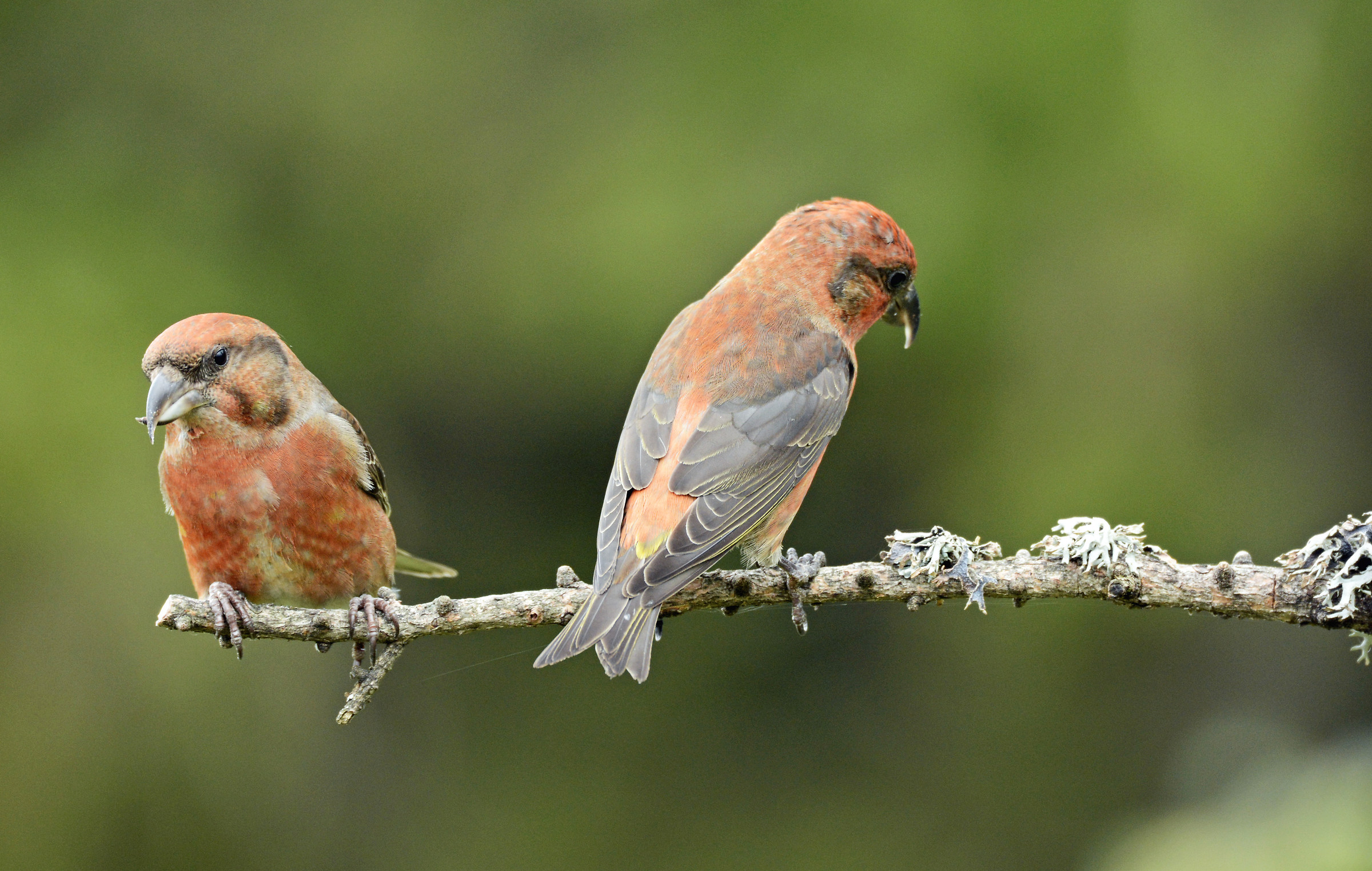 Crocieri_Lato ae Side B