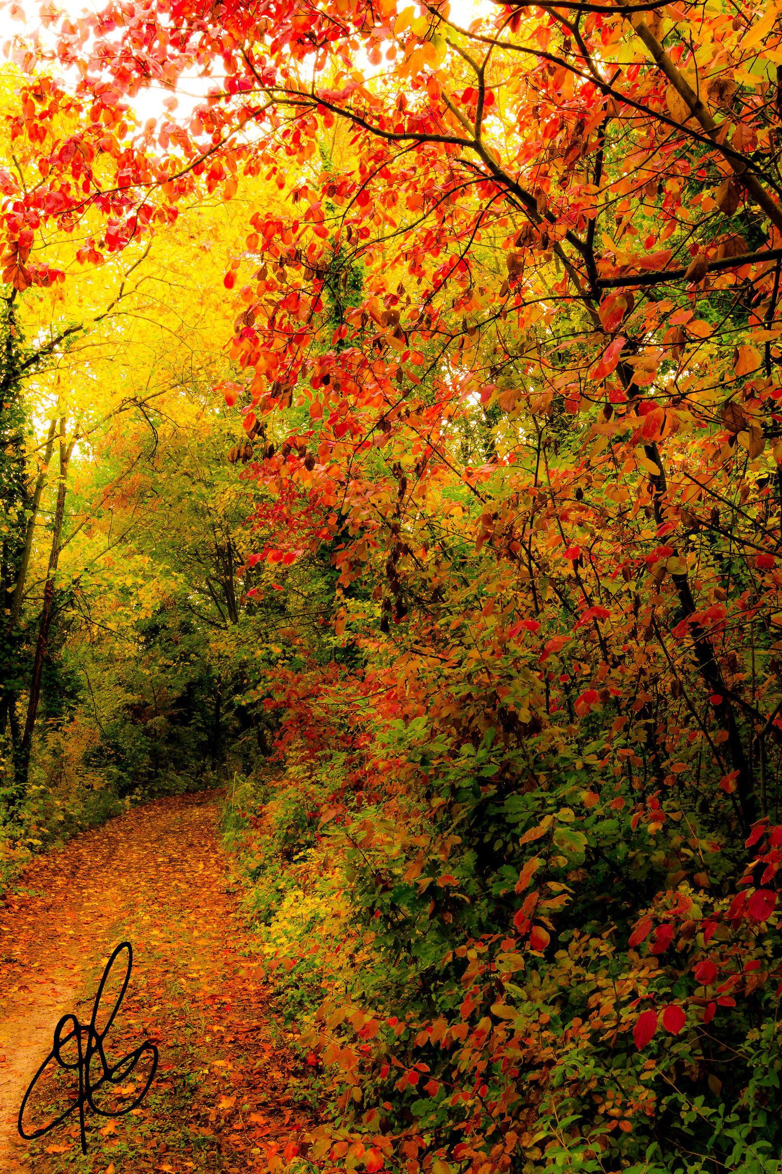 Autumn Trails