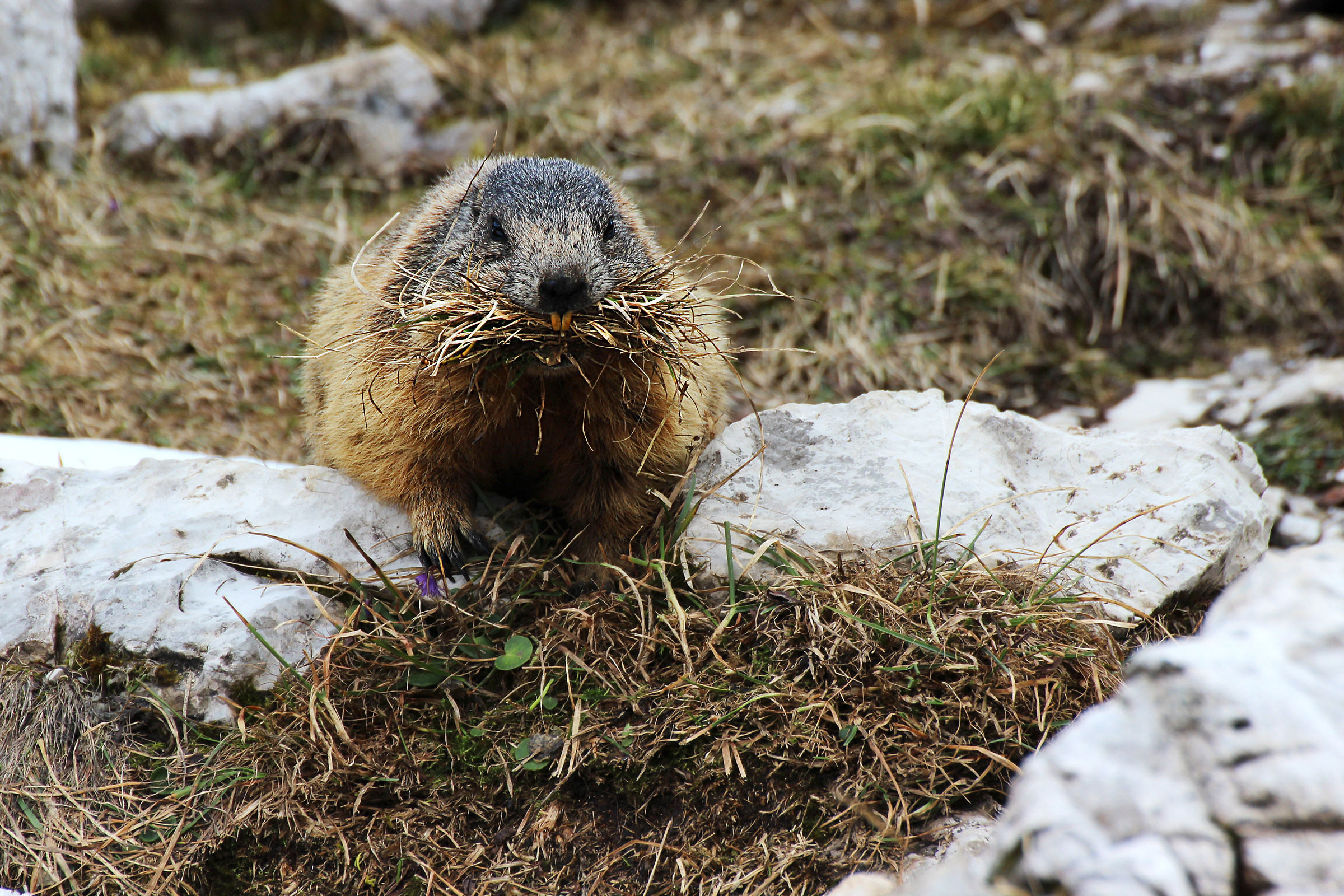 Pulizie di primavera