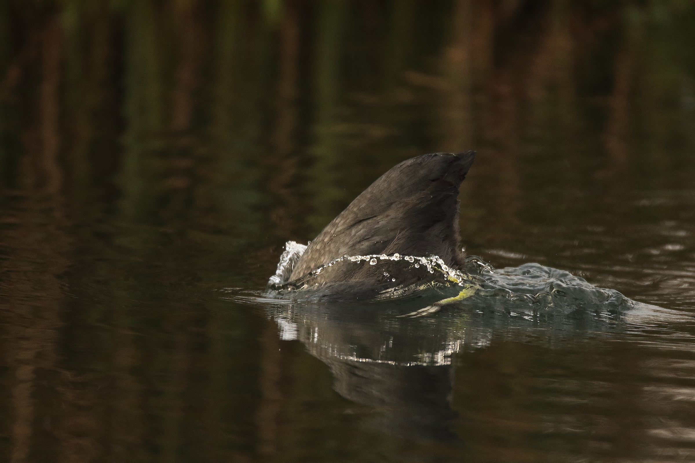 uno squalo nel fiume.....