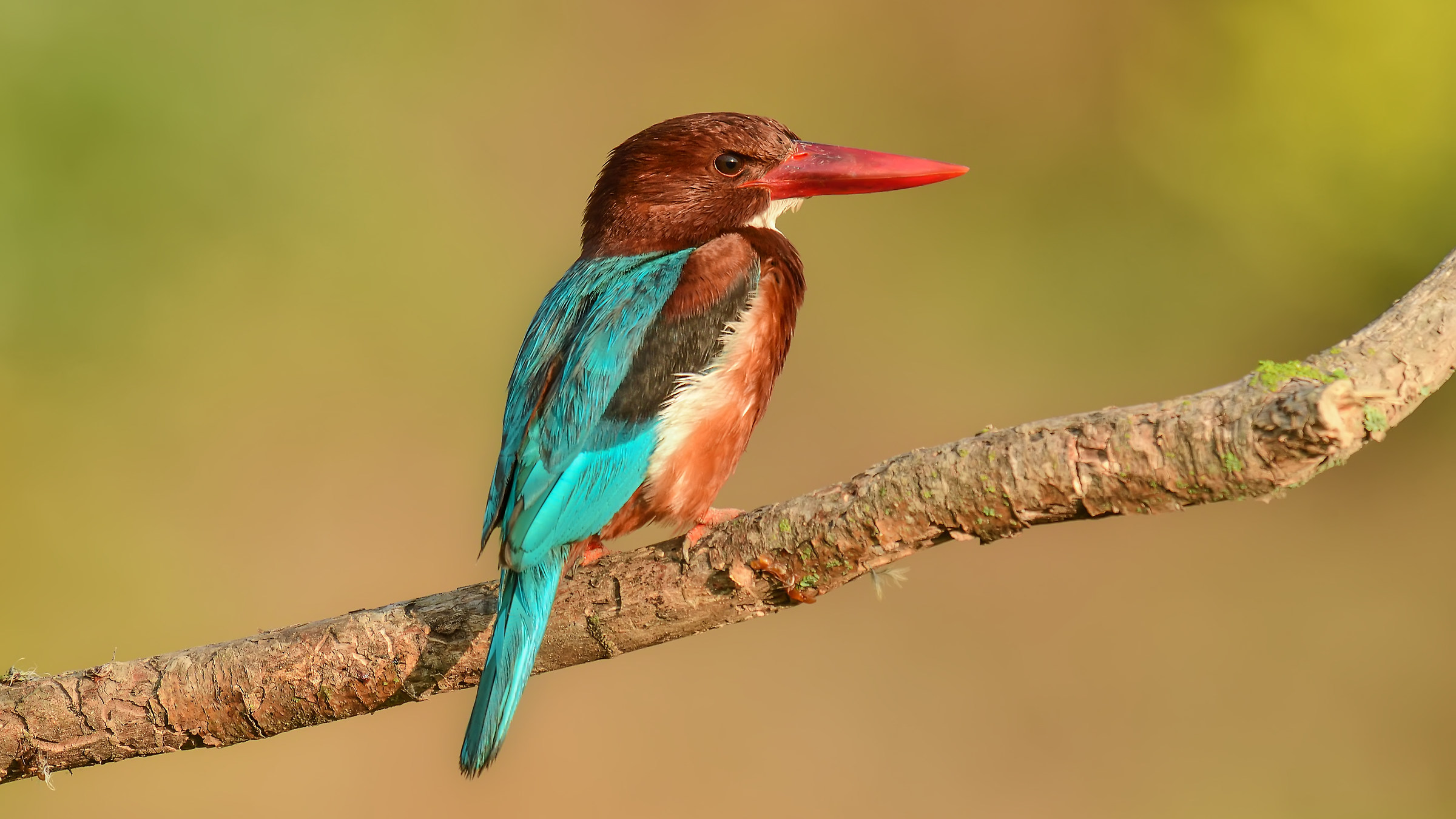 Halcyon smyrnensis »golabianca Kingfisher