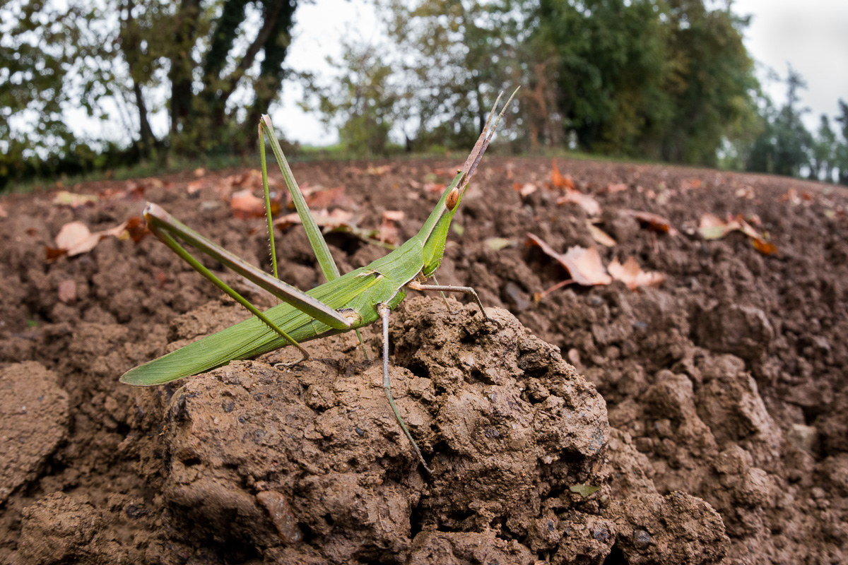 Acrida set Hungarian ...