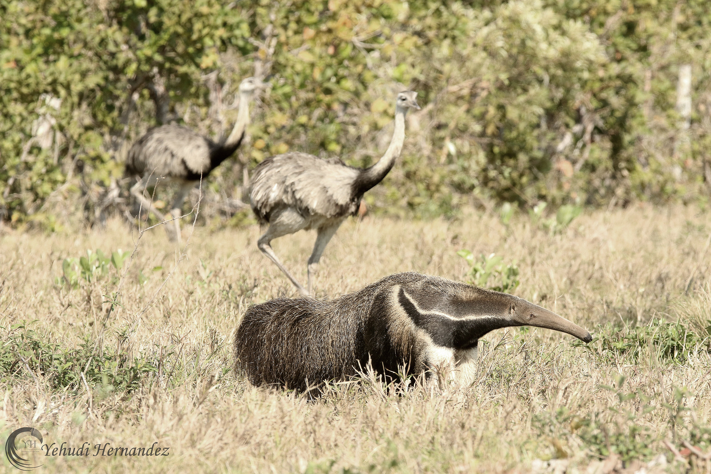 Giant Anteater and the Rheas