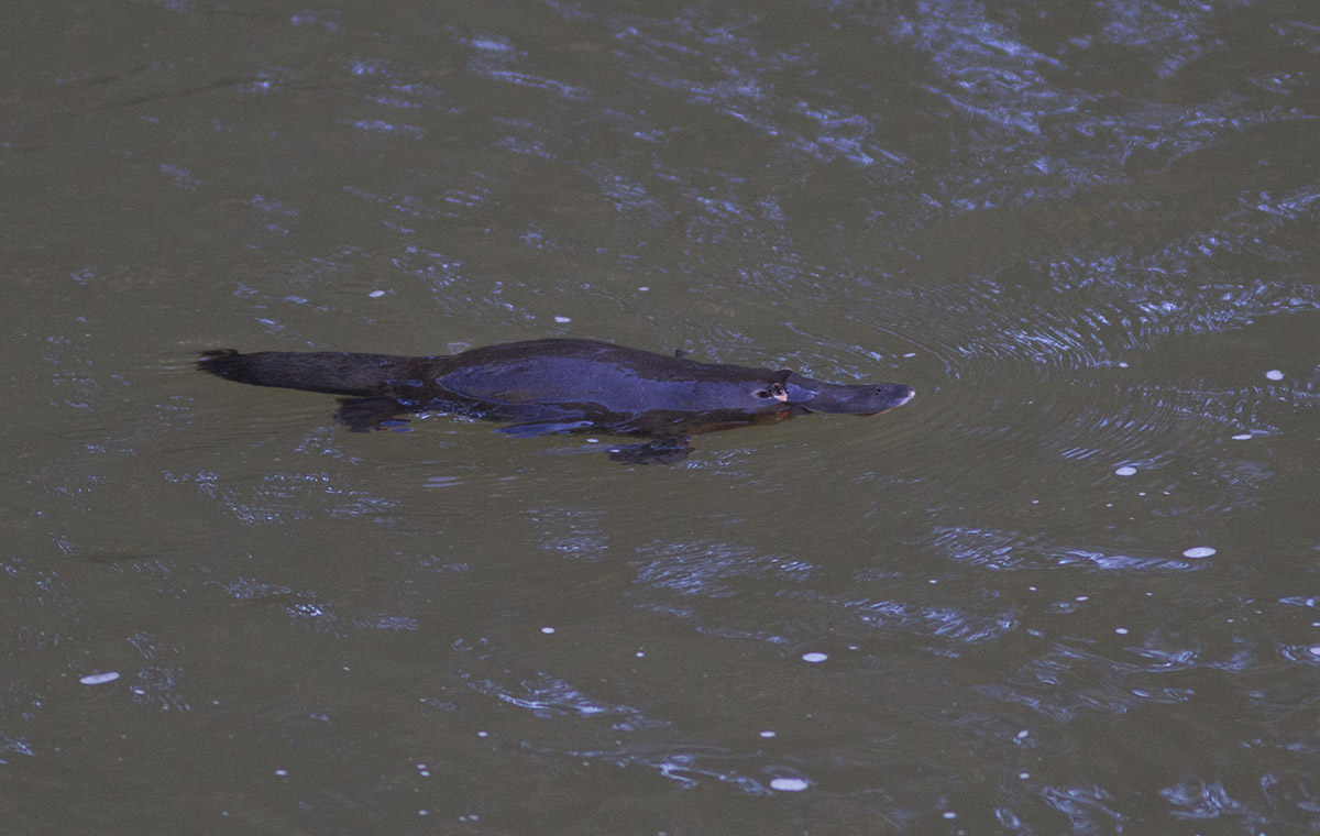 Ornitorinco  Platypus (Ornithorhynchus anatinus)