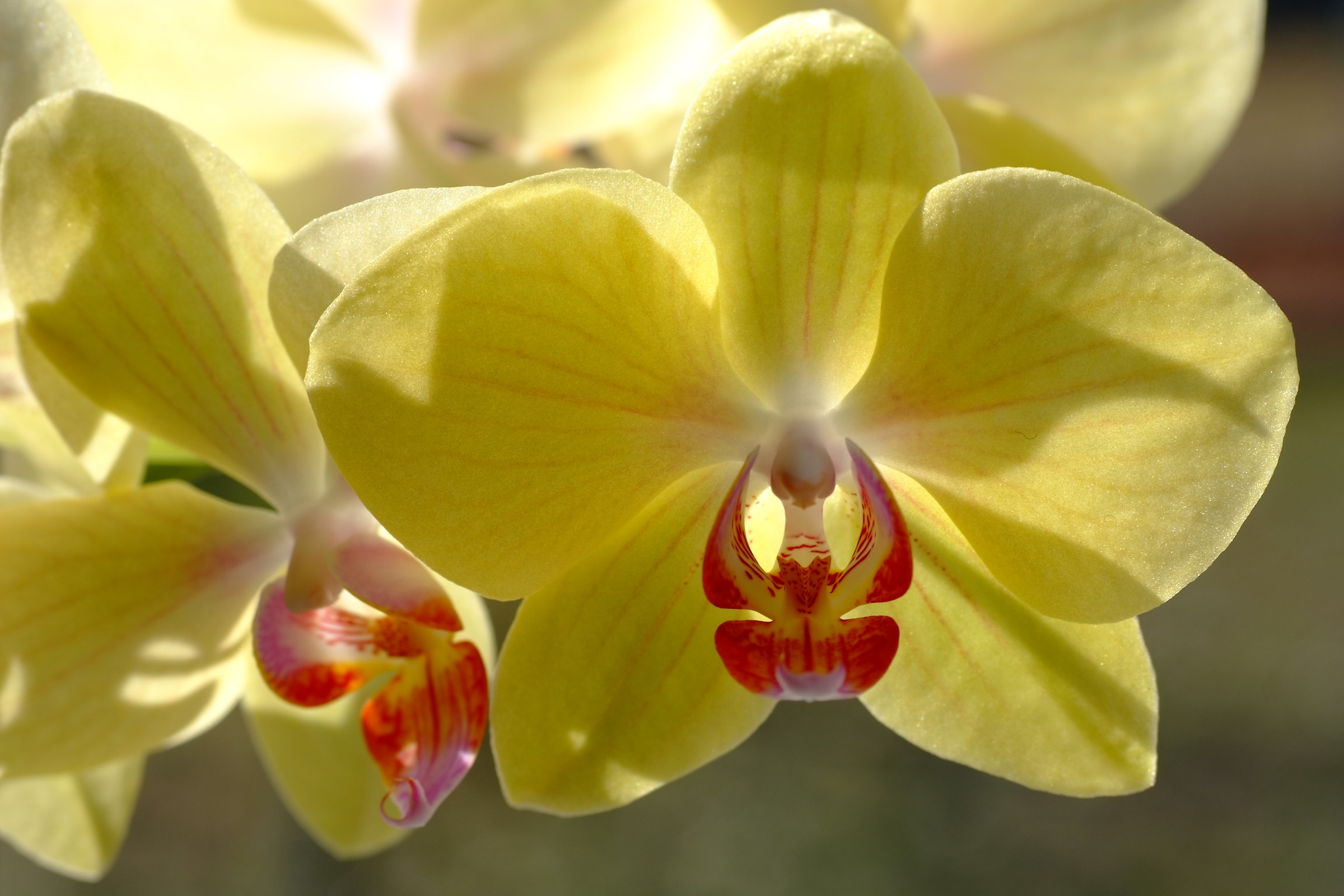 orchidee