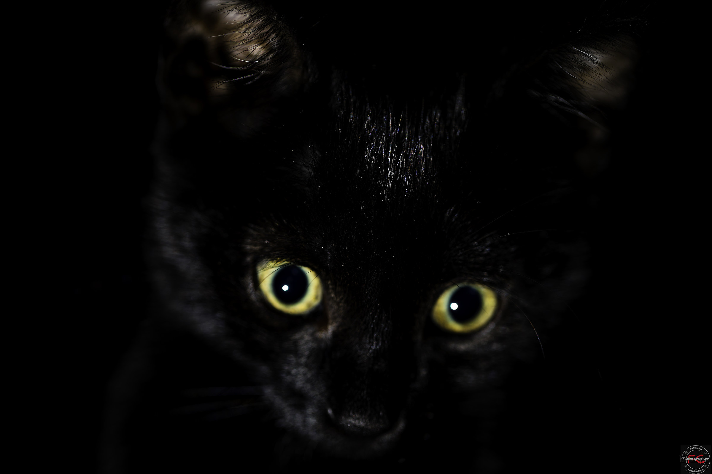 Cat in the dark!