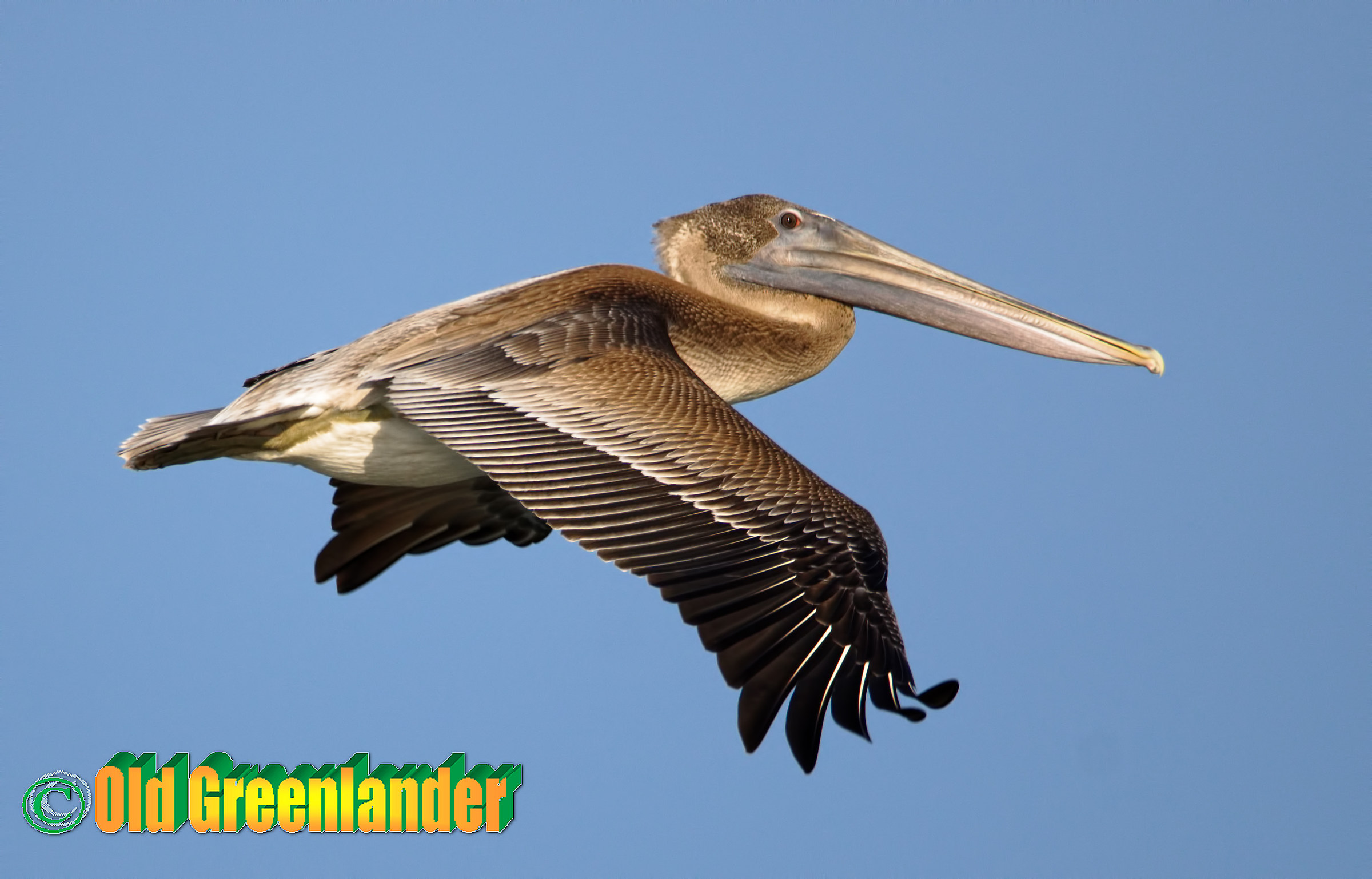 Un pellicano marrone