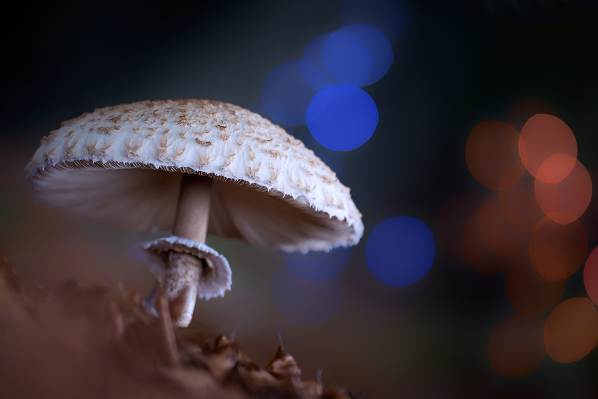 Psychedelic mushroom