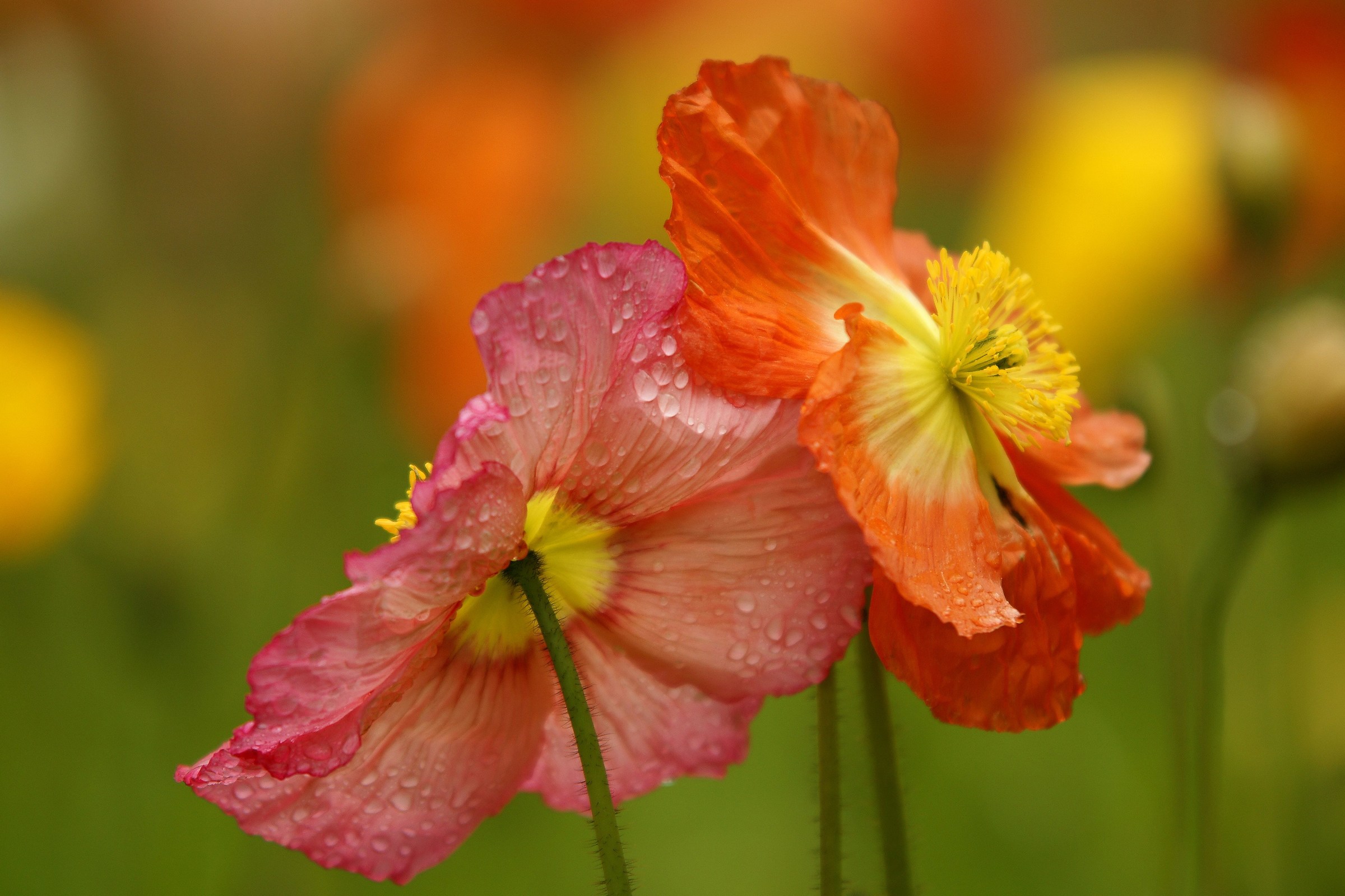 Magic Duo Poppies