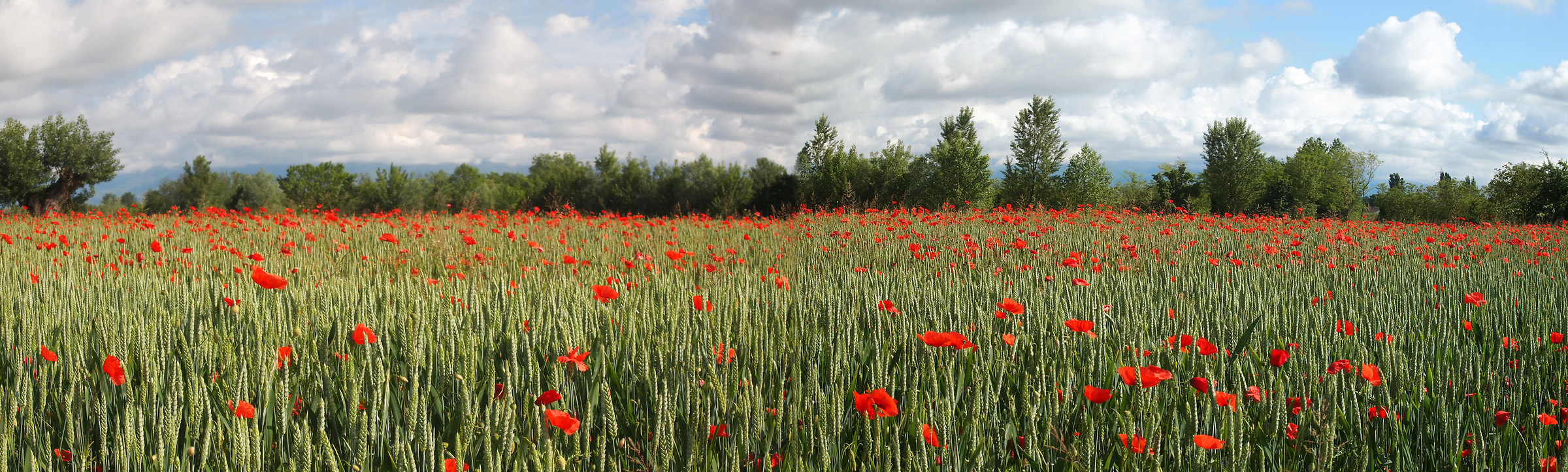 Poppies and wheat