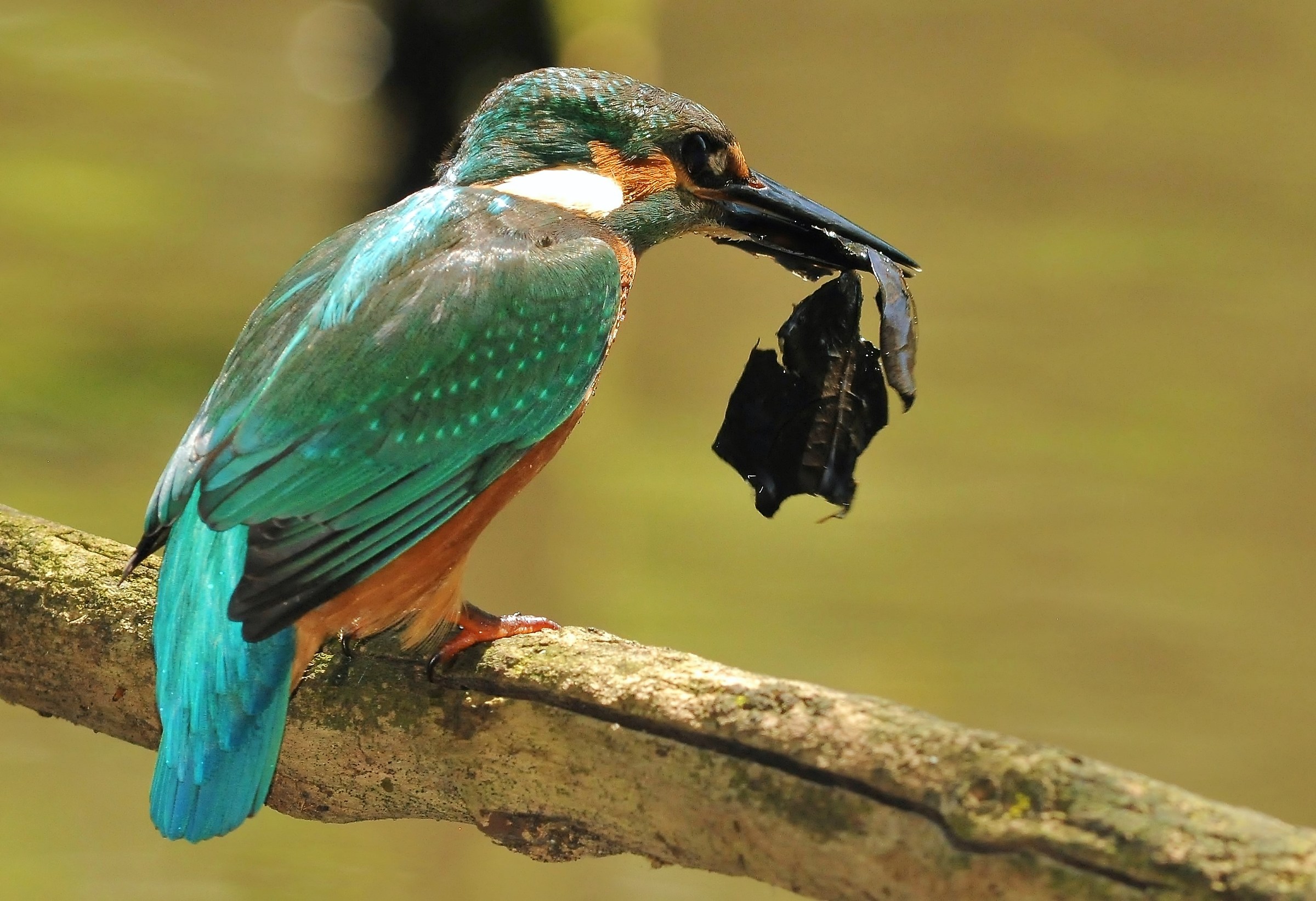 The Martino vegetarian