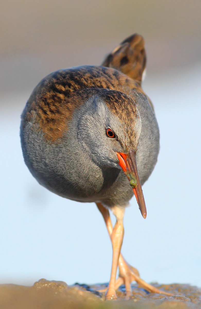 Water Rail