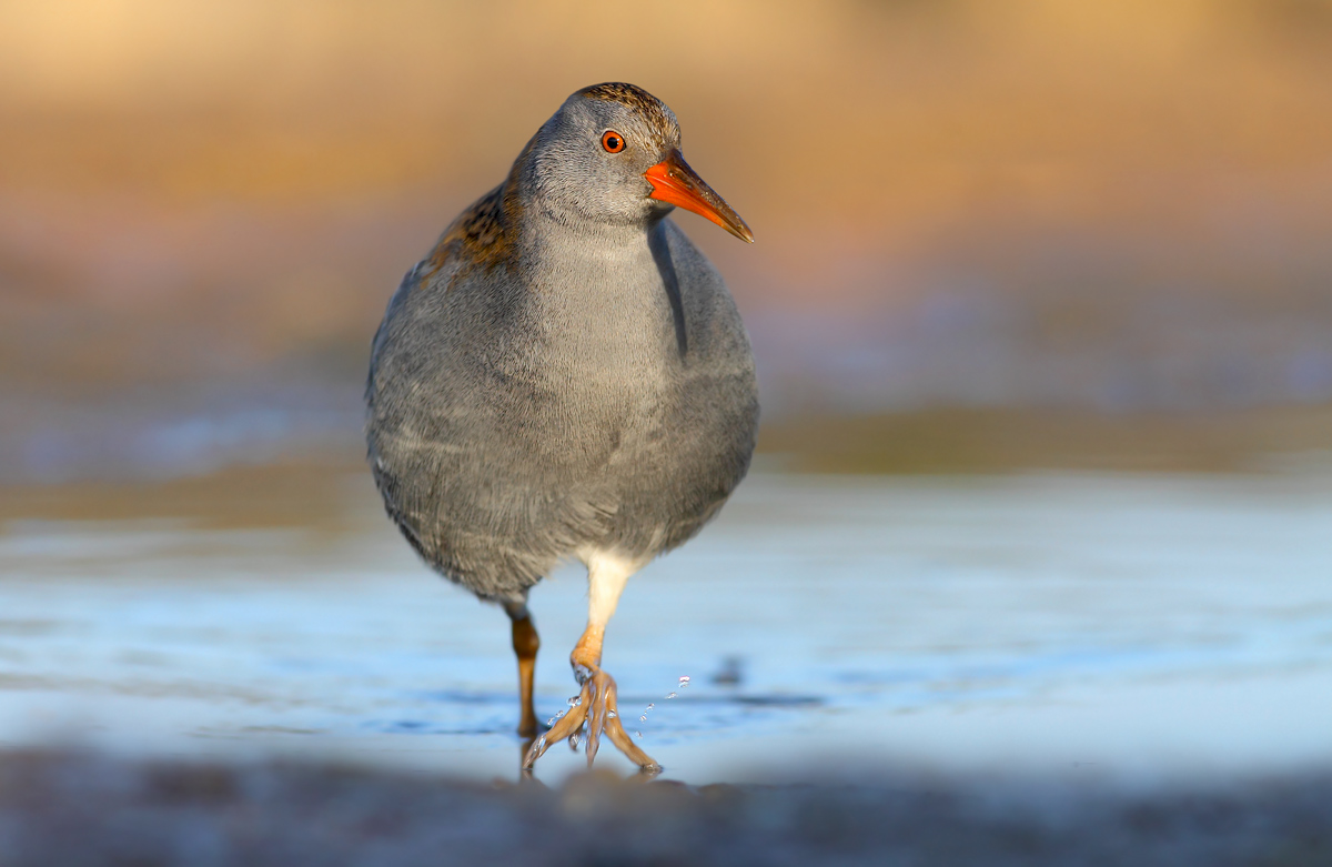 Water Rail