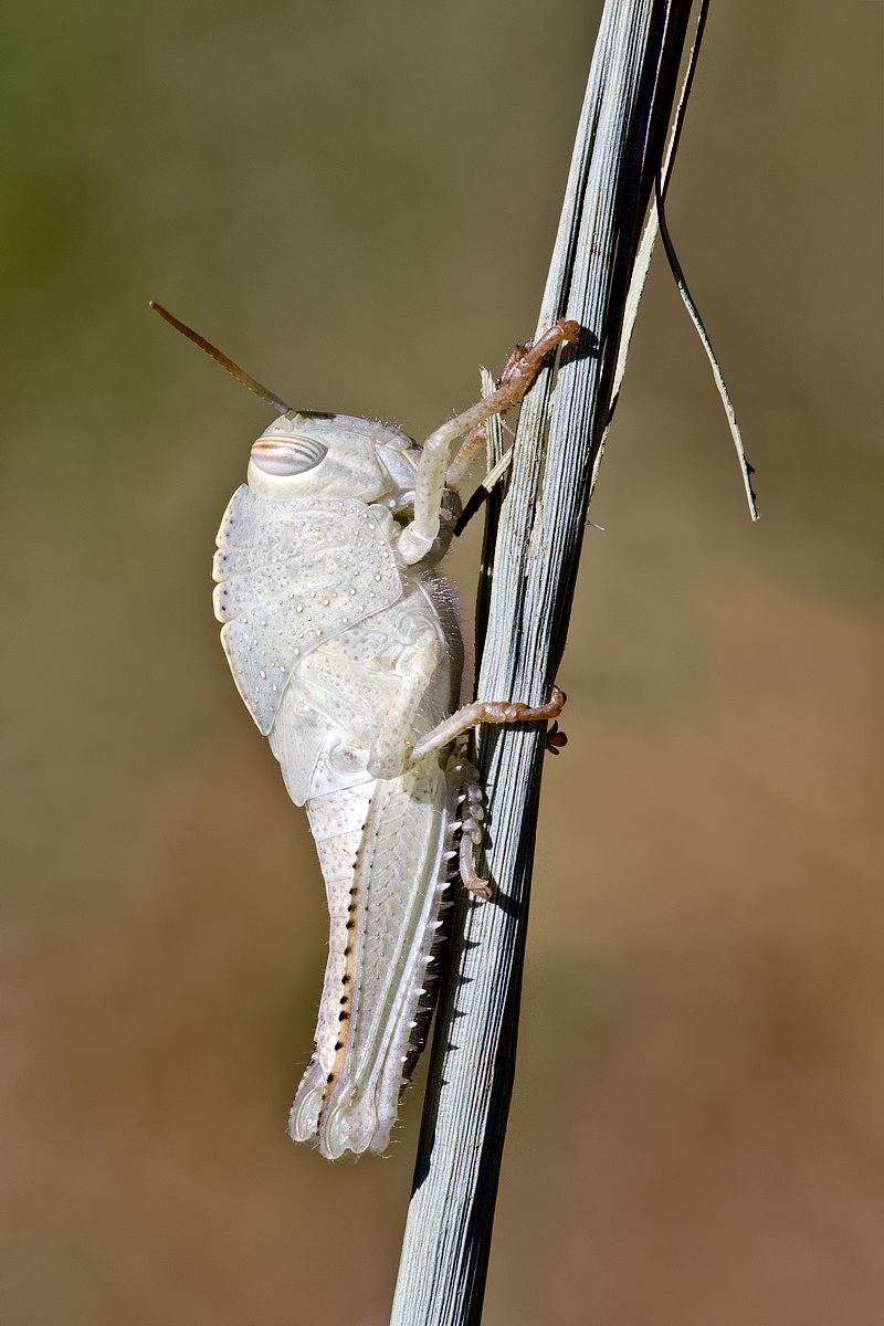 Anacridium aegyptium