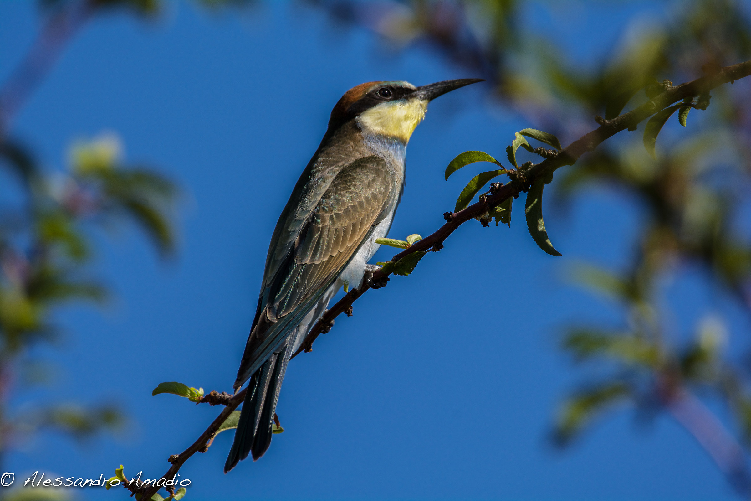 Bee-eater, Andalusia, Spain