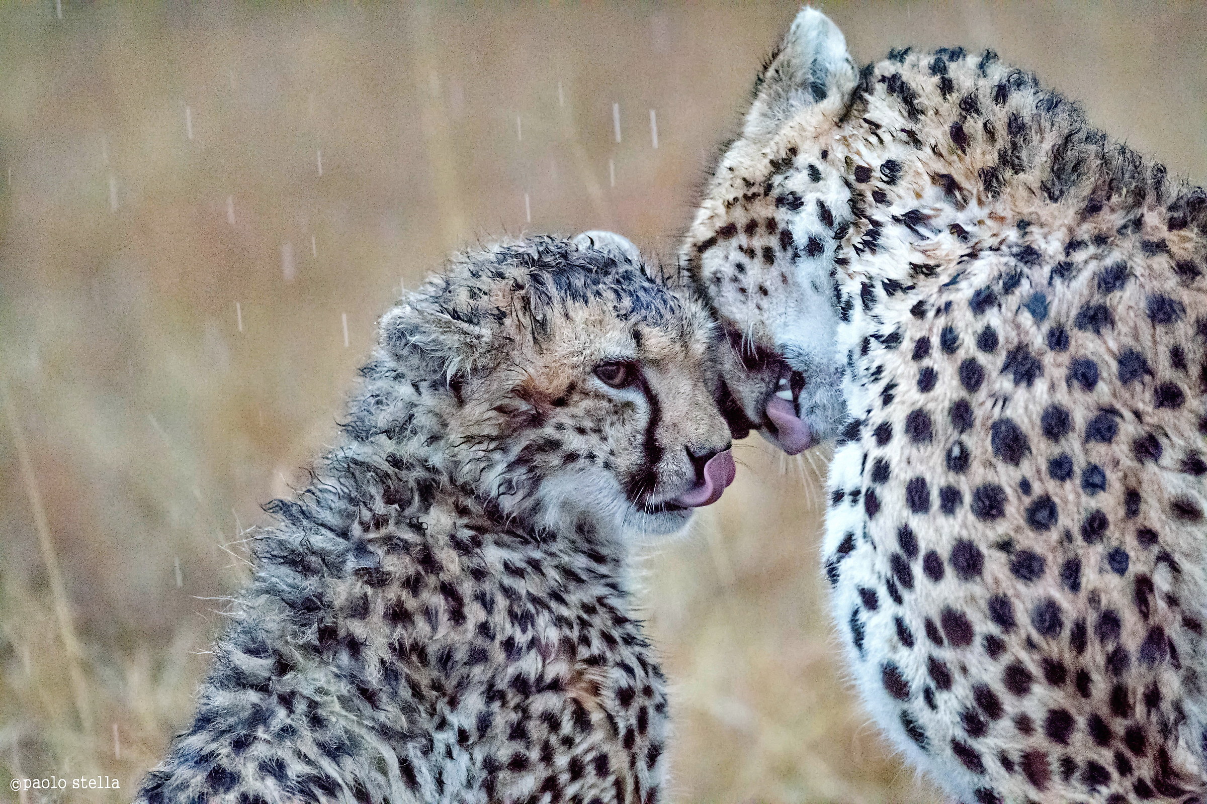 heavy rain on cheetahs
