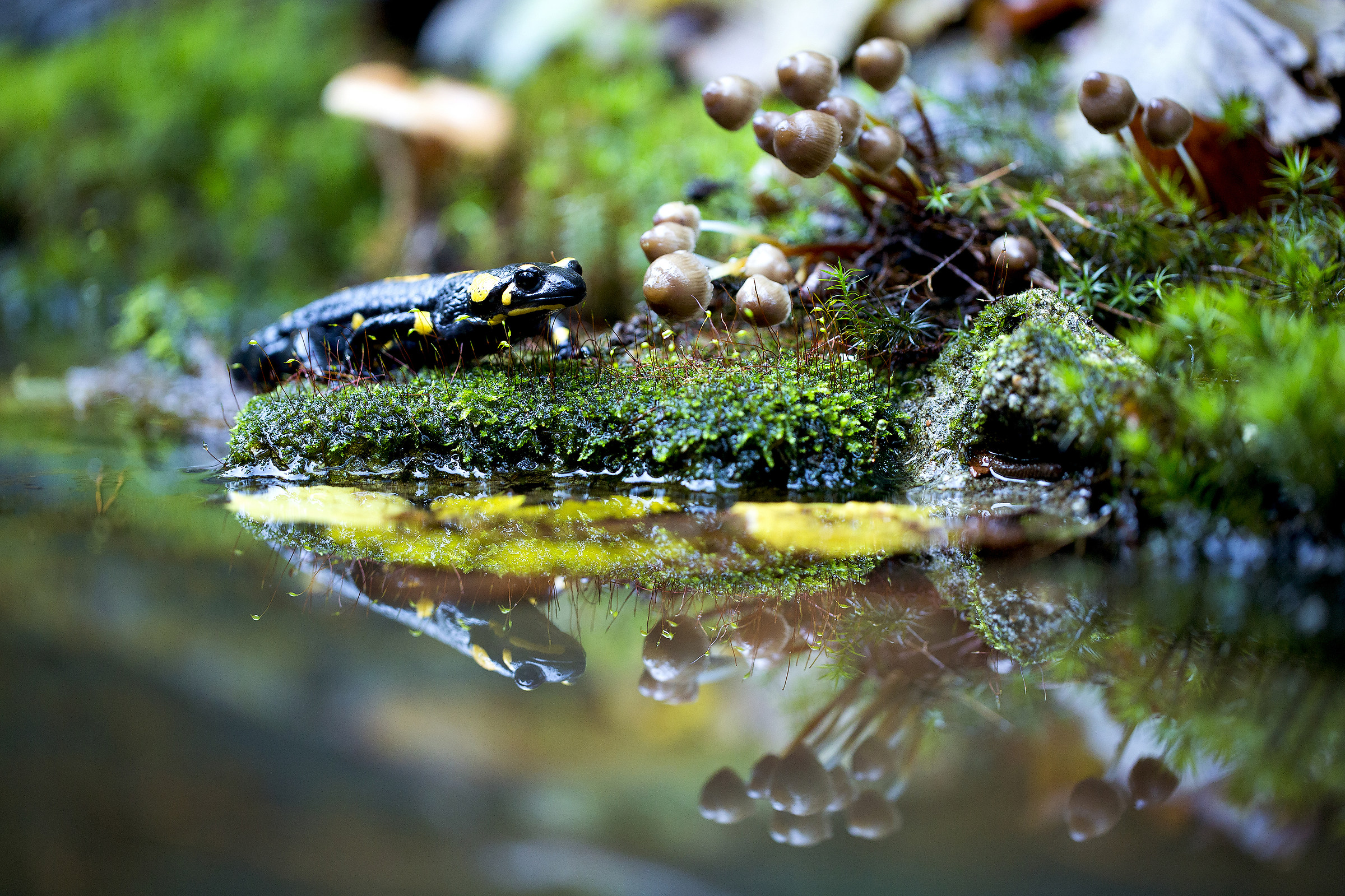 Salamandra pezzata 2