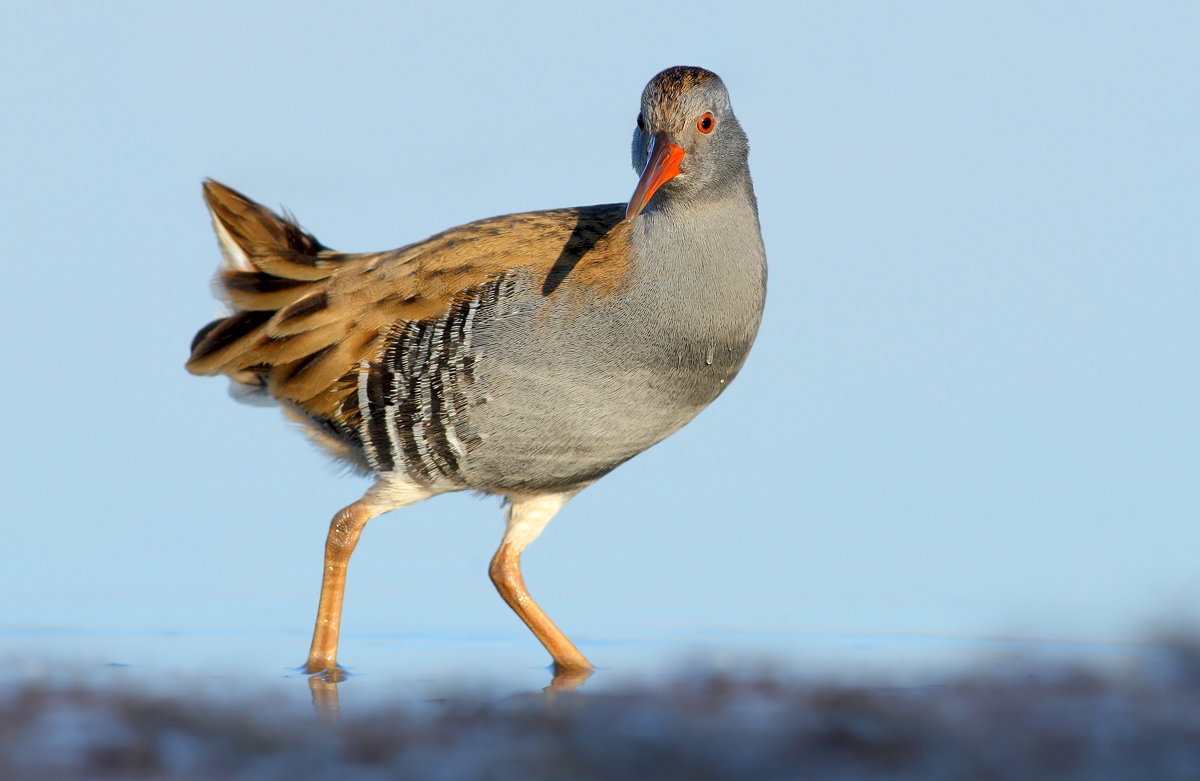 Water Rail