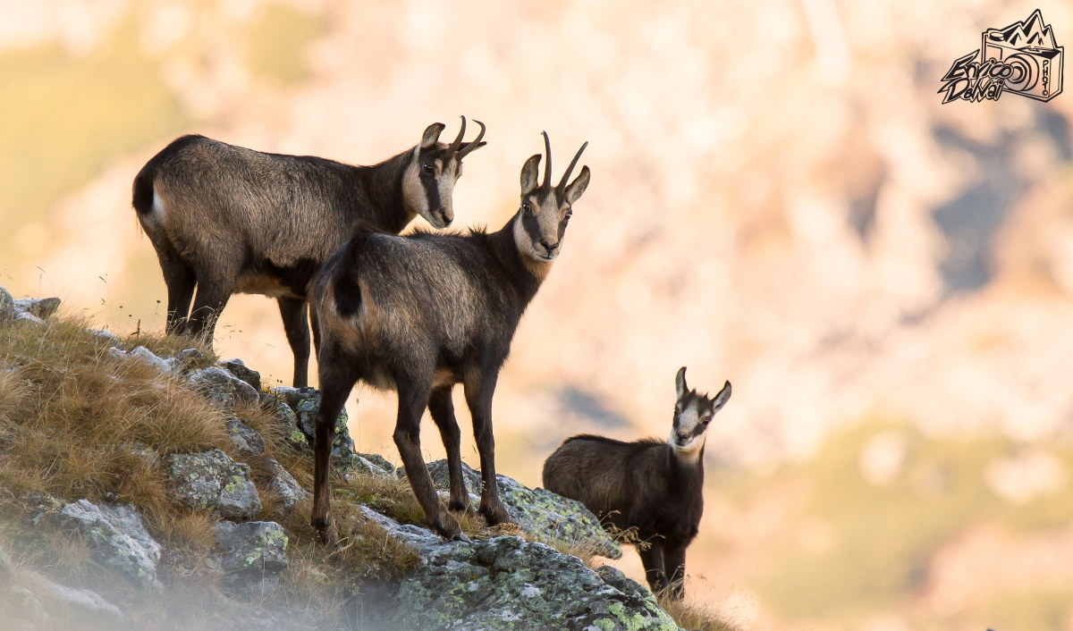 Un gruppo di camosci