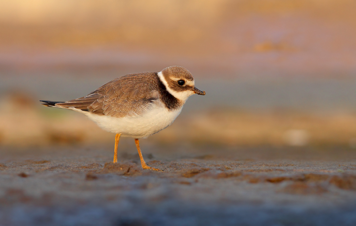 Ringed Plover
