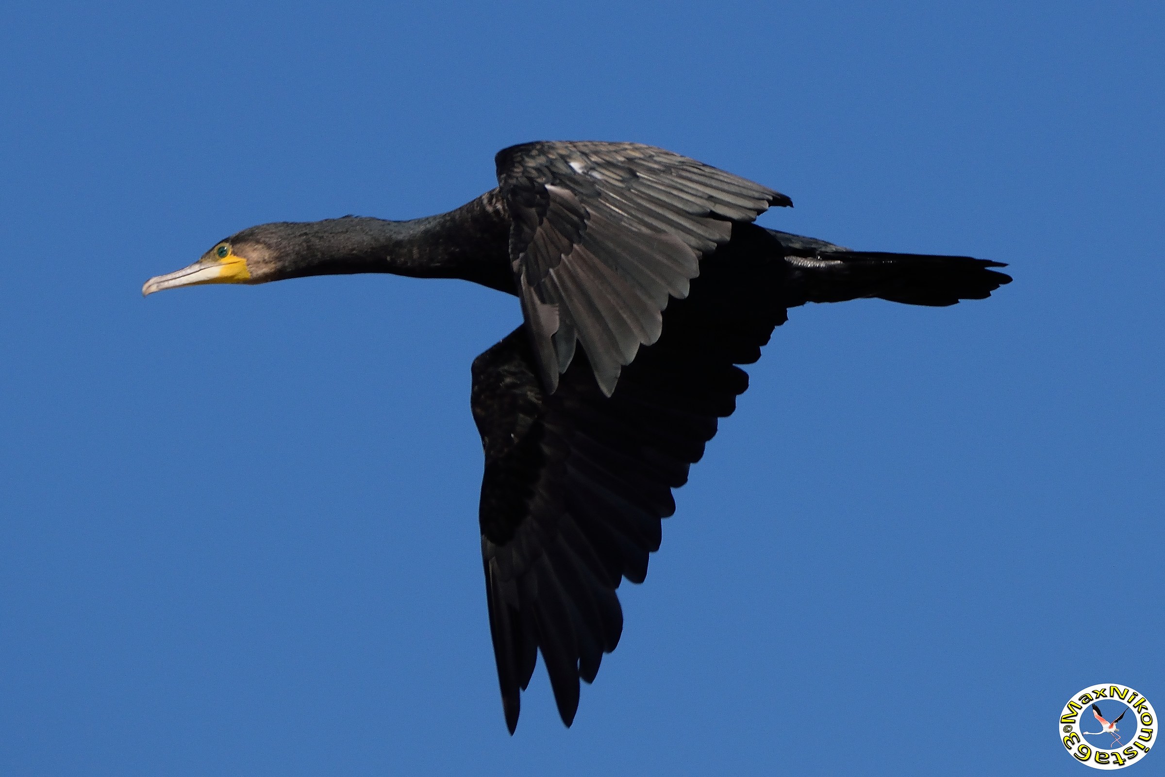 Cormorant