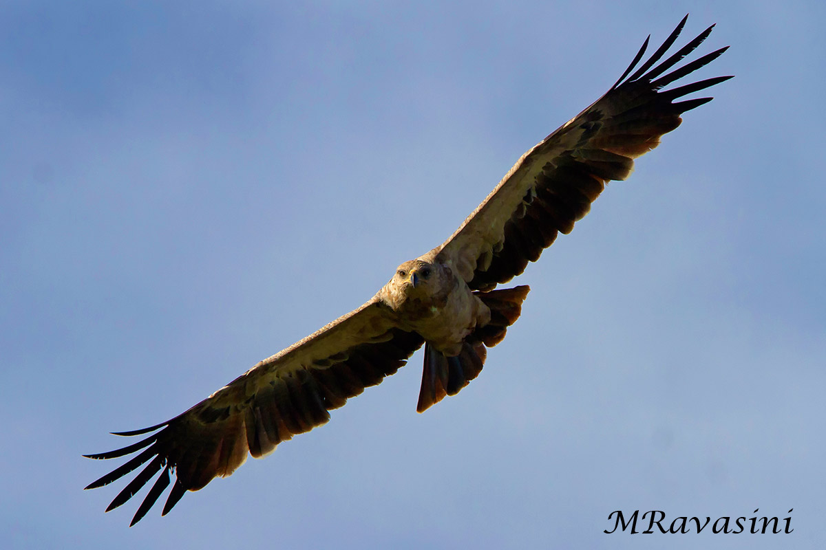 Tawny eagle immature