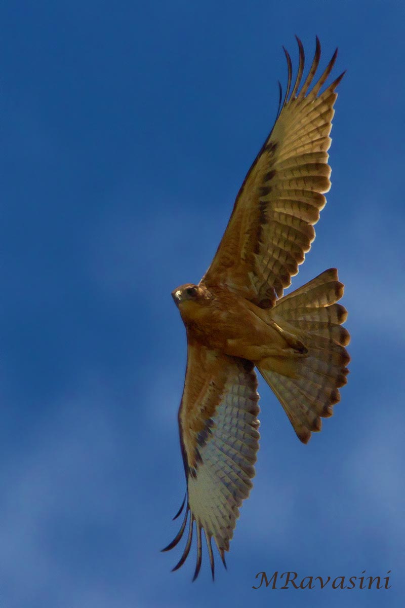 African Hawk Eagle immature