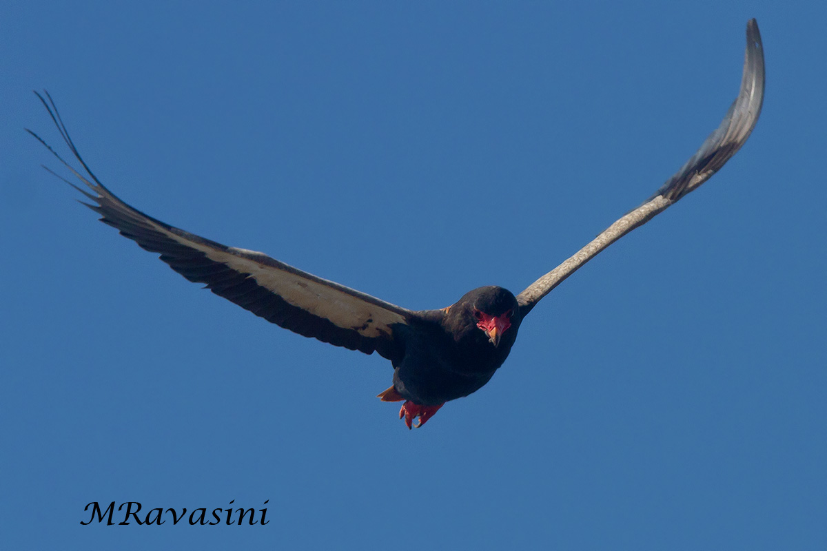 Bateleur