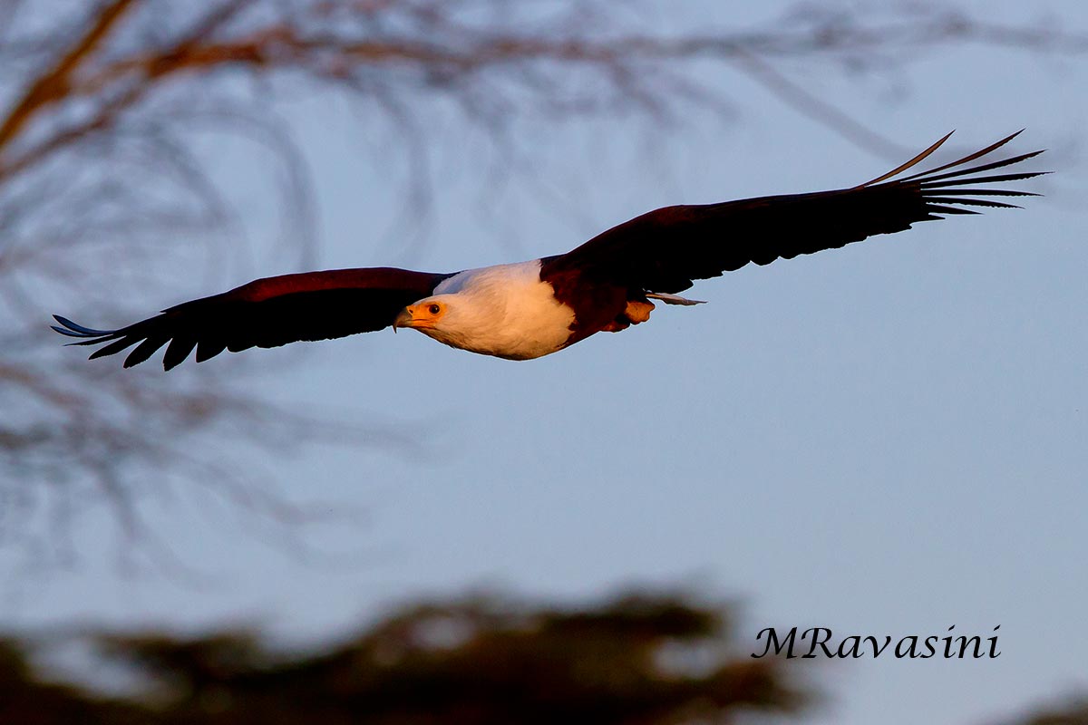 African Fish Eagle