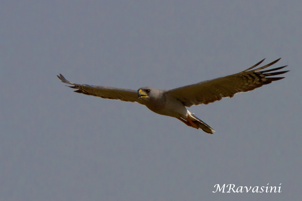 Eastern Chanting Goshawk