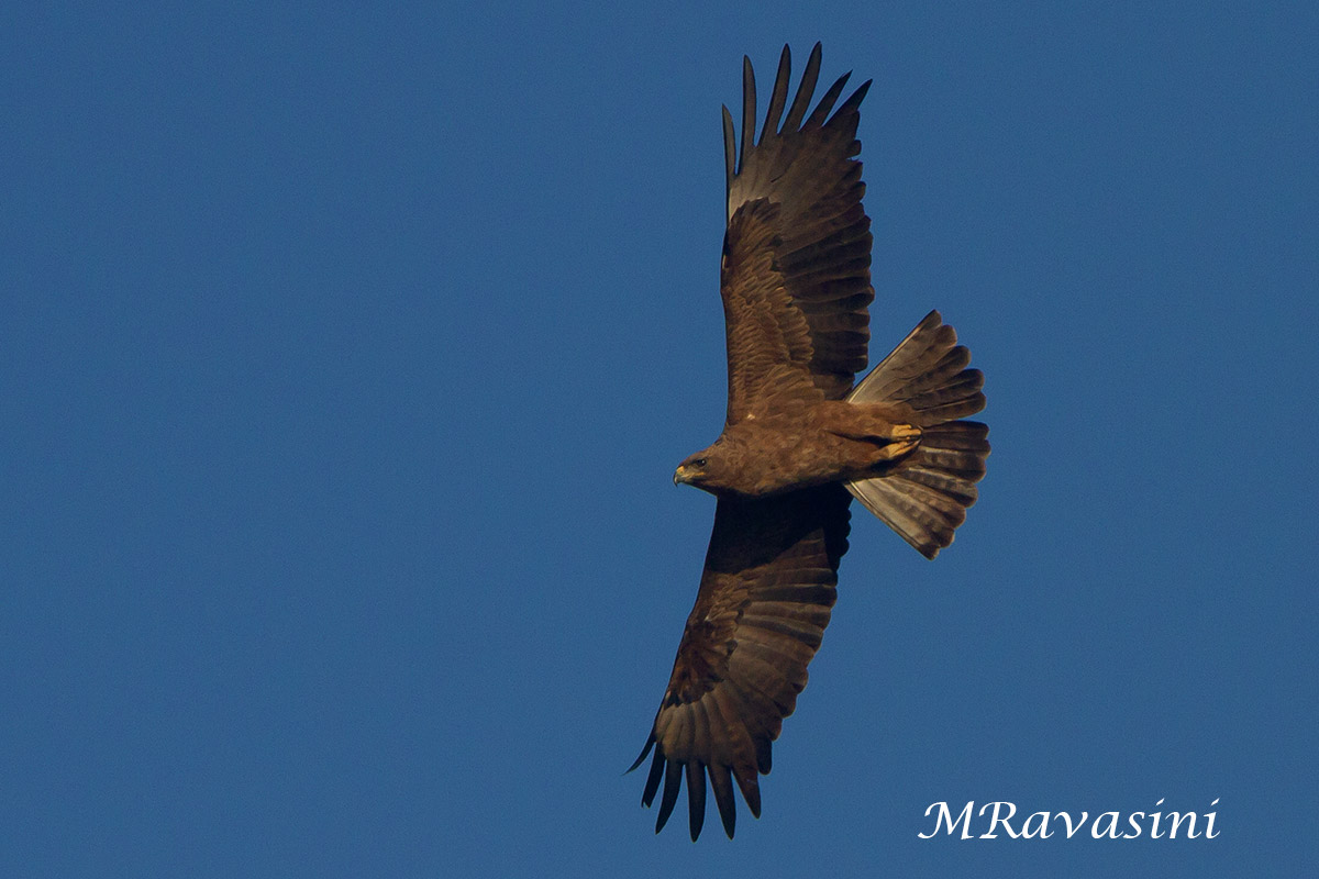 Wahlberg's Eagle, adult