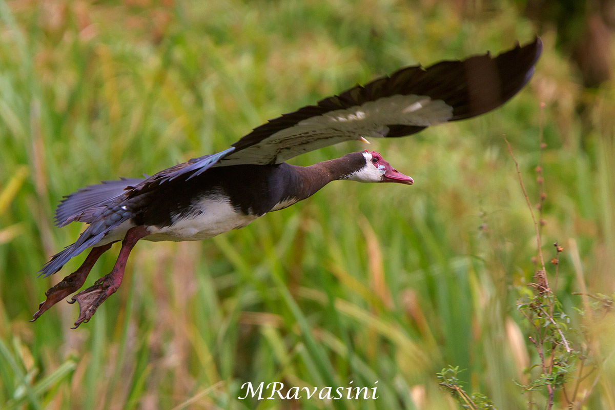 Spur-winged Goose