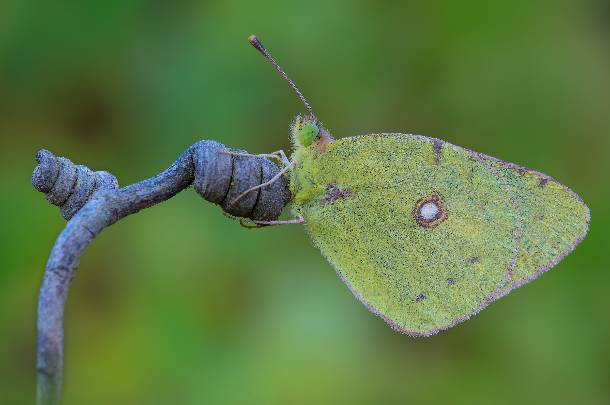 Colias croceus - Pixel shift