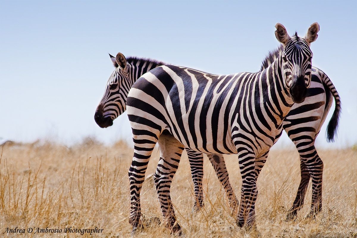 Equus quagga boehmi 2