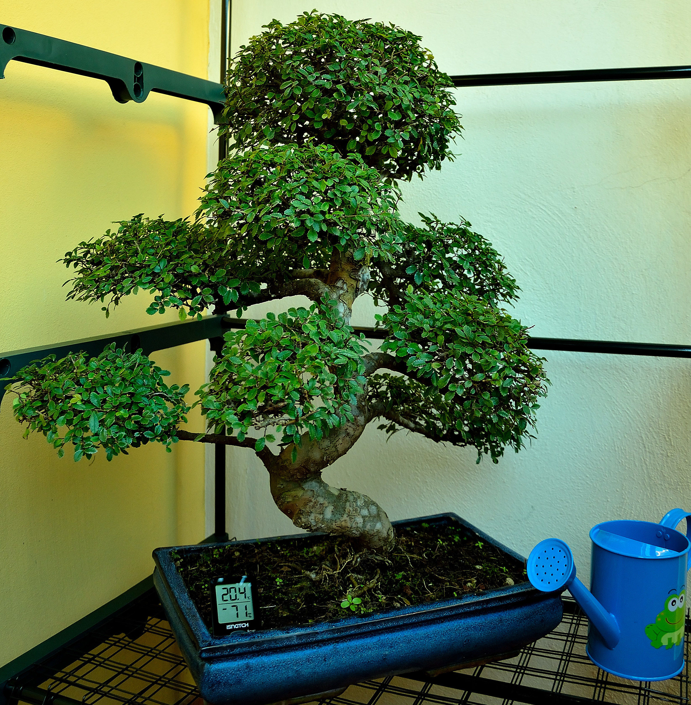 Bonsai