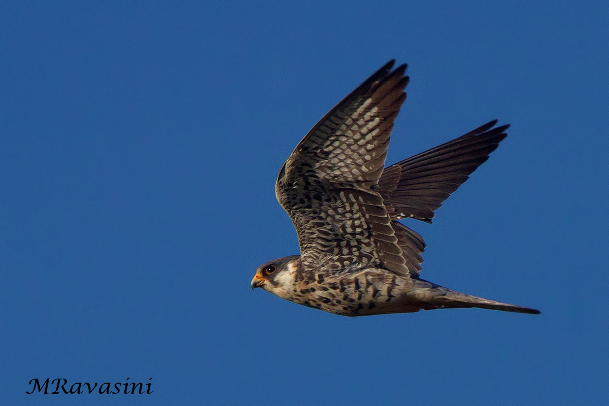 Amur Falcon Adult female
