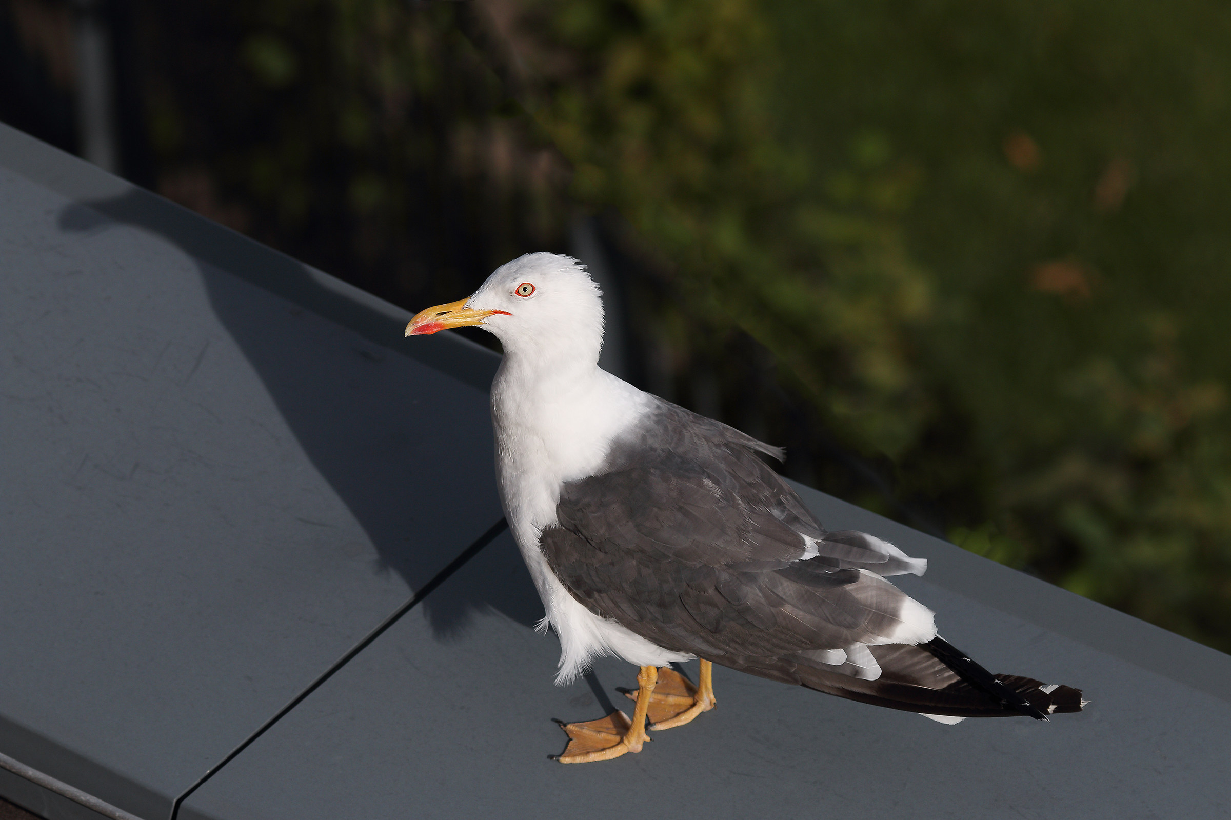 You are looking at me?