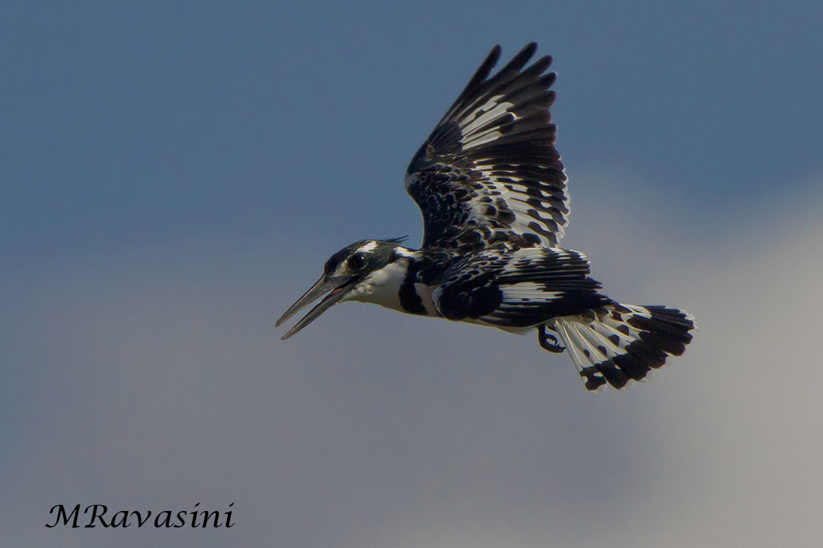 Pied Kingfisher, adult male