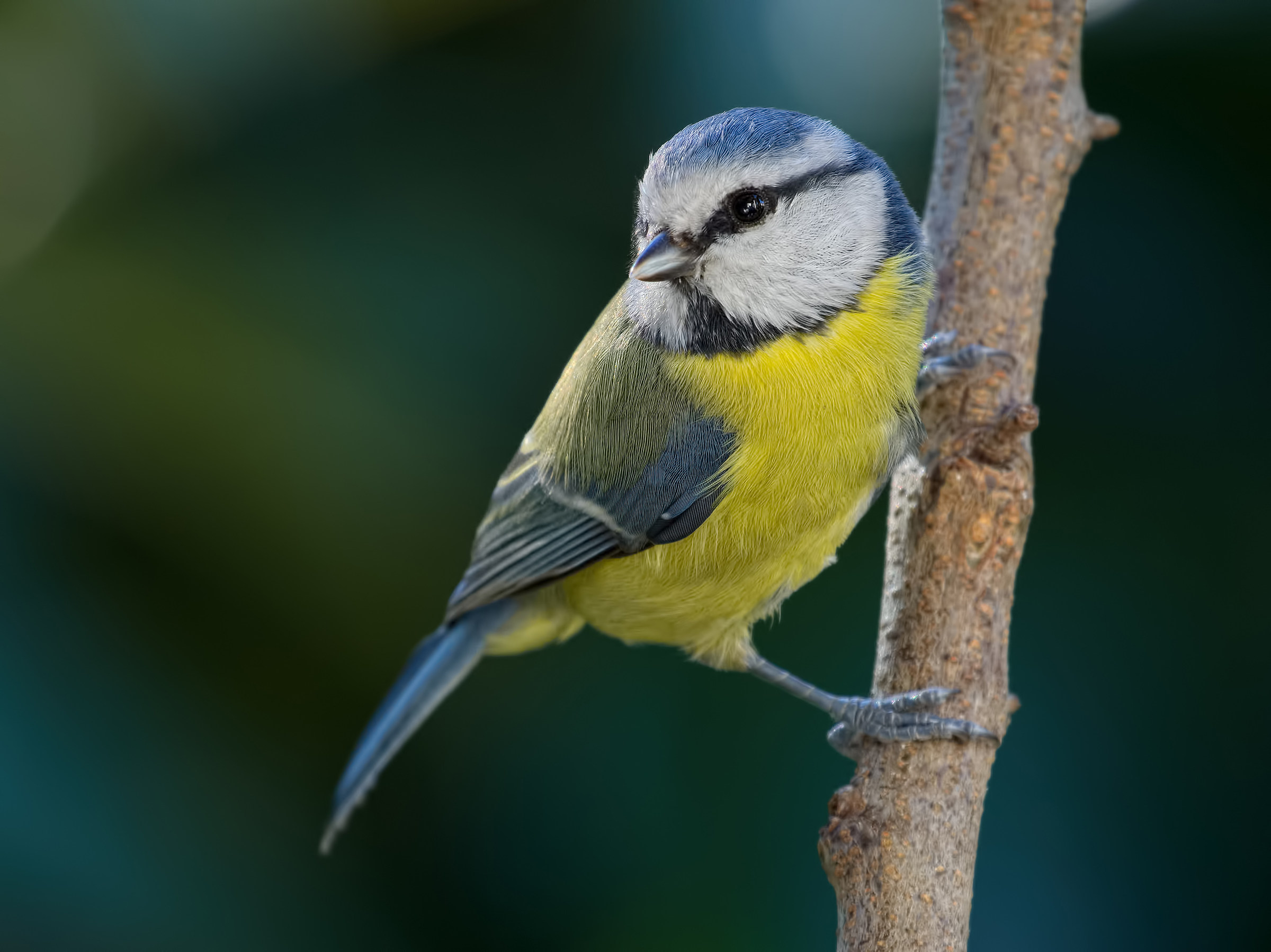 curious blue tit