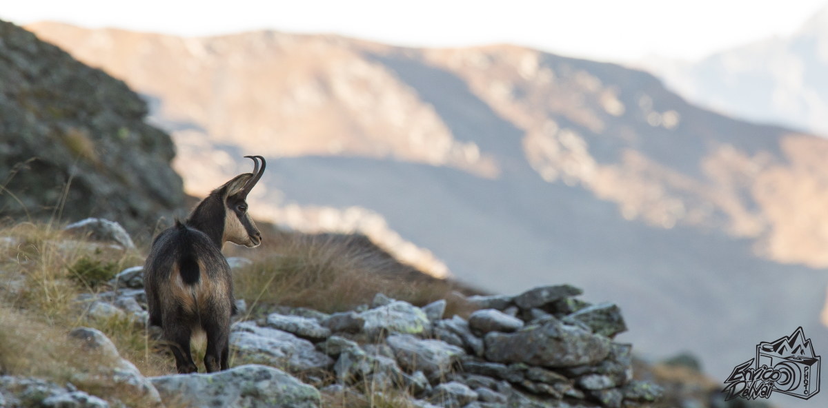 Assorto nei suoi pensieri,  il camoscio scruta la valle