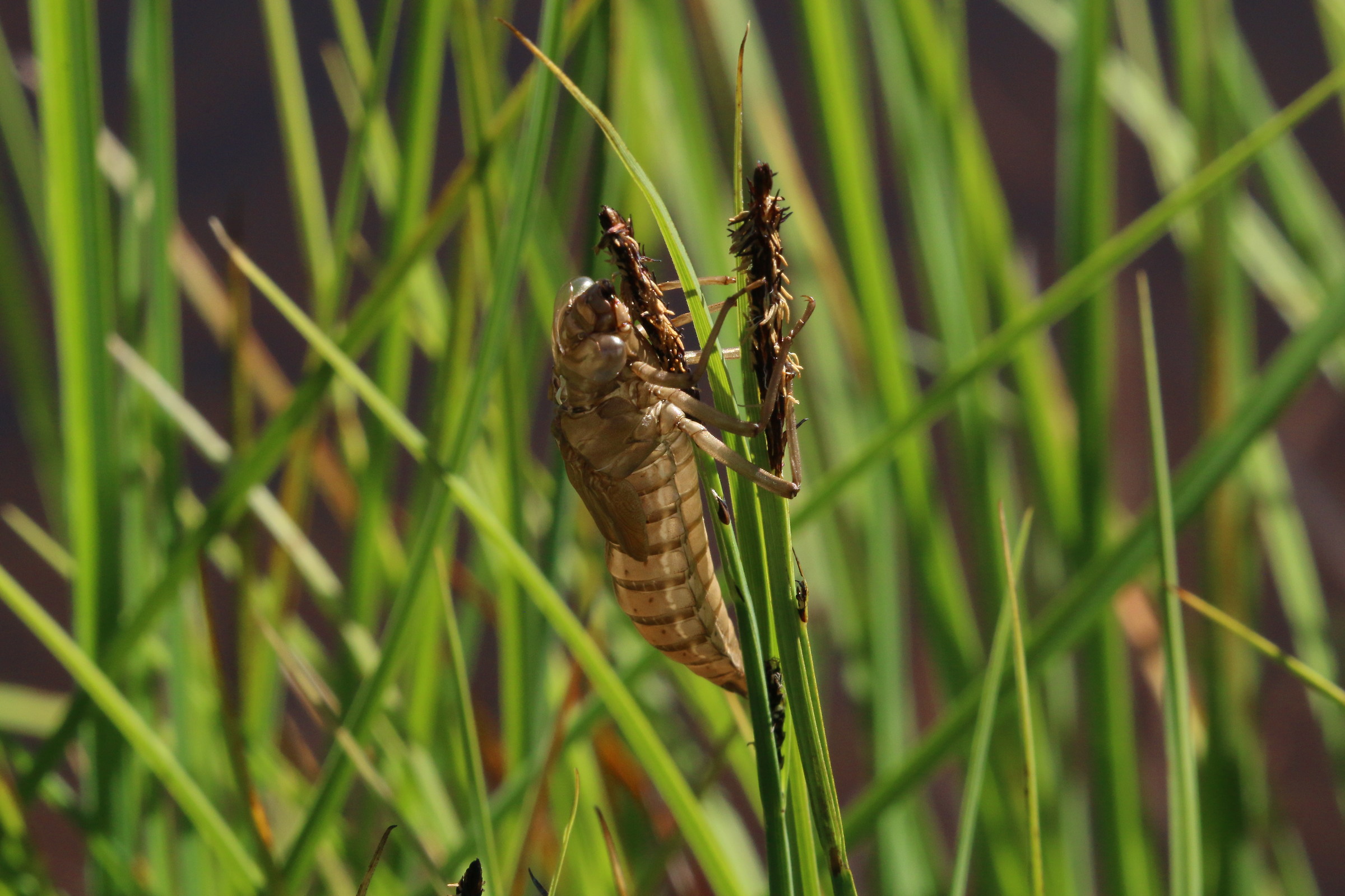 Inizio di fuori uscita dalla crisalide