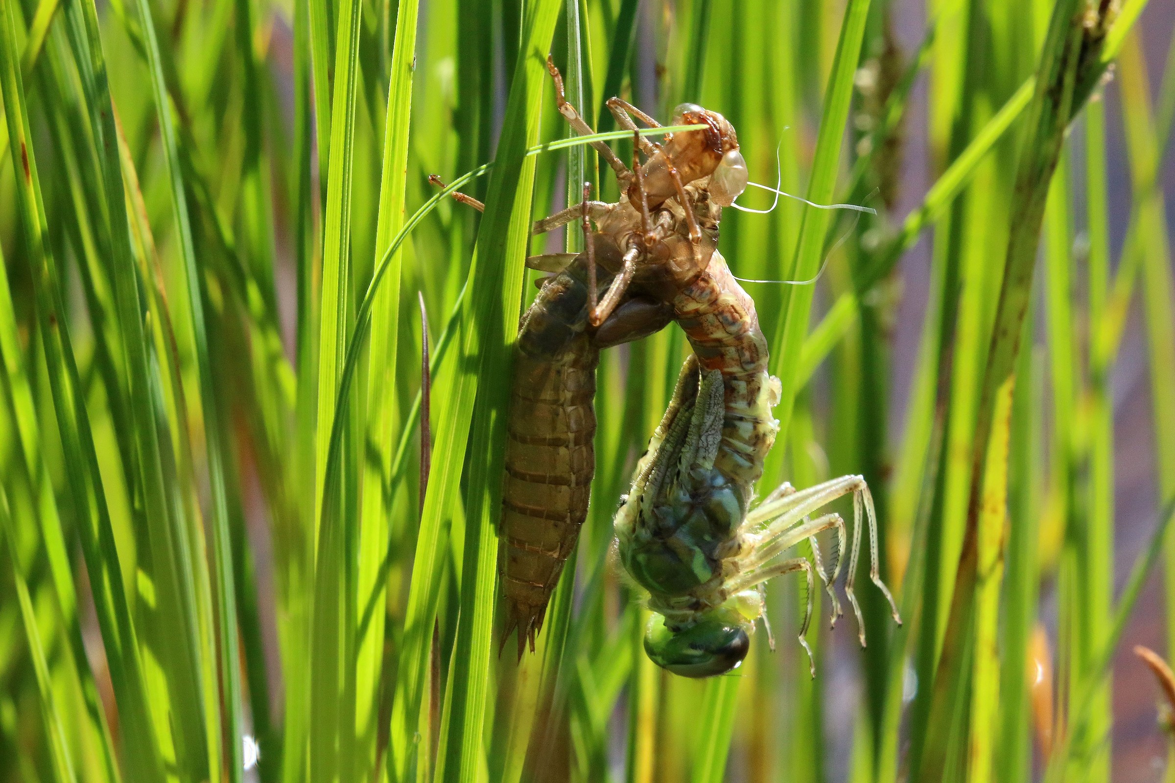 Fuori uscita dalla crisalide quasi completata