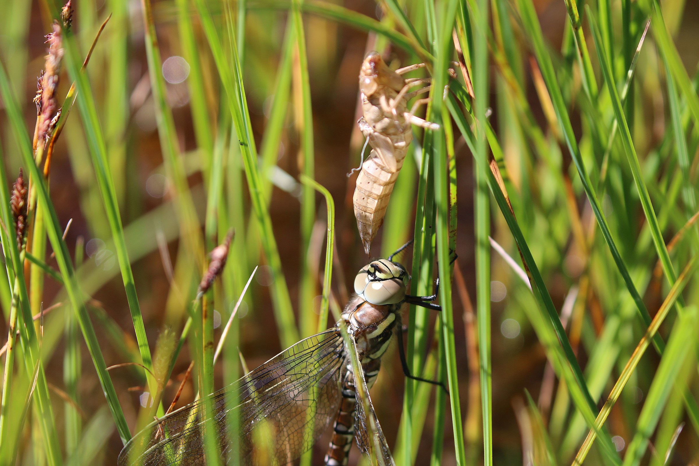 Fuori uscita dalla crisalide... completata!