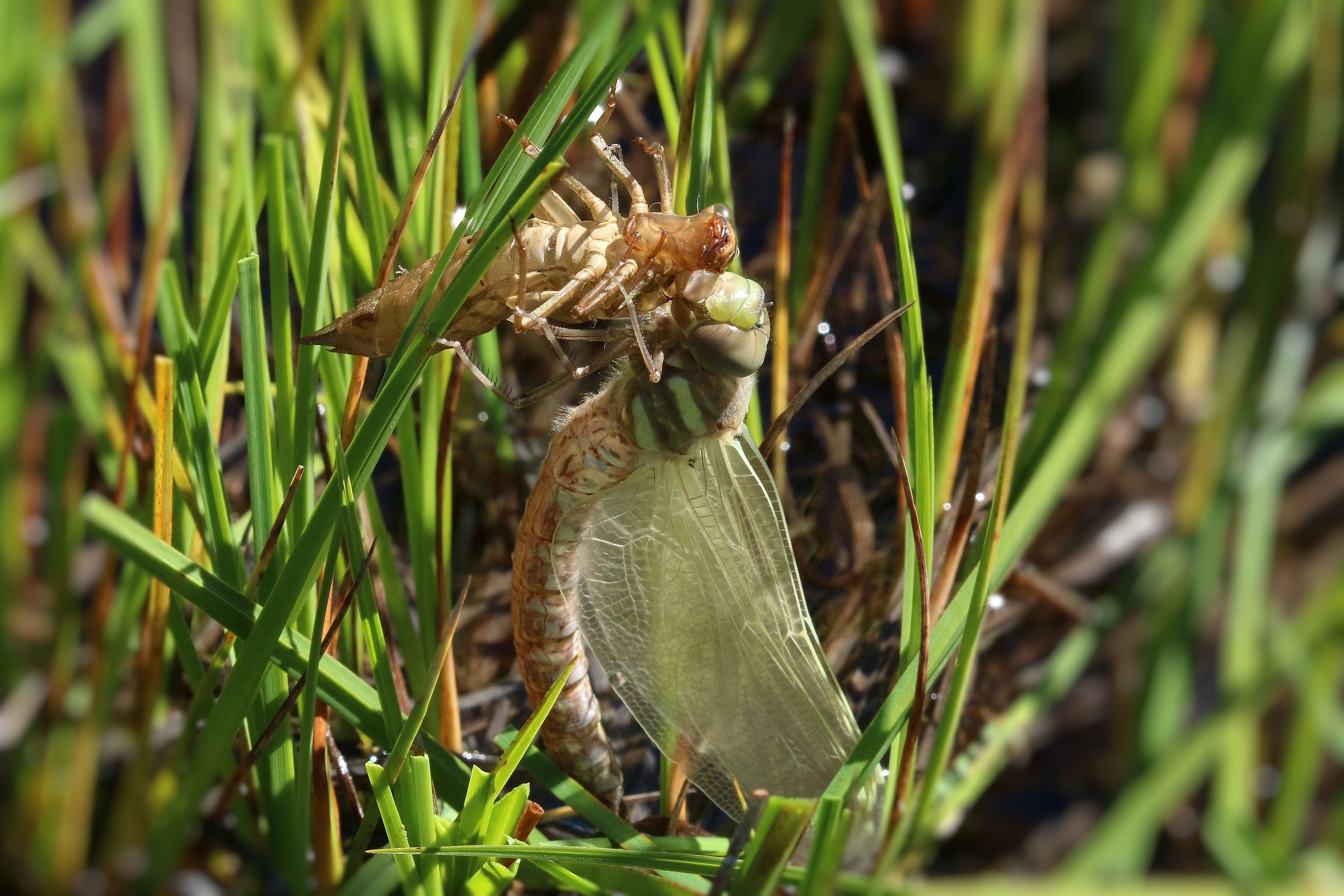 Cibarsi della propria crisalide per sopravvivere